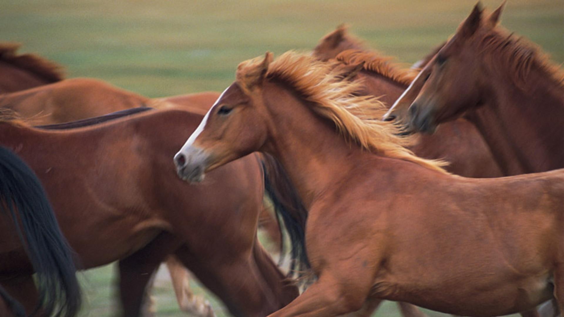 focusing, animals, wild horses, pets, brown horses, nature, 1080P, wildlife, one, HD Wallpaper