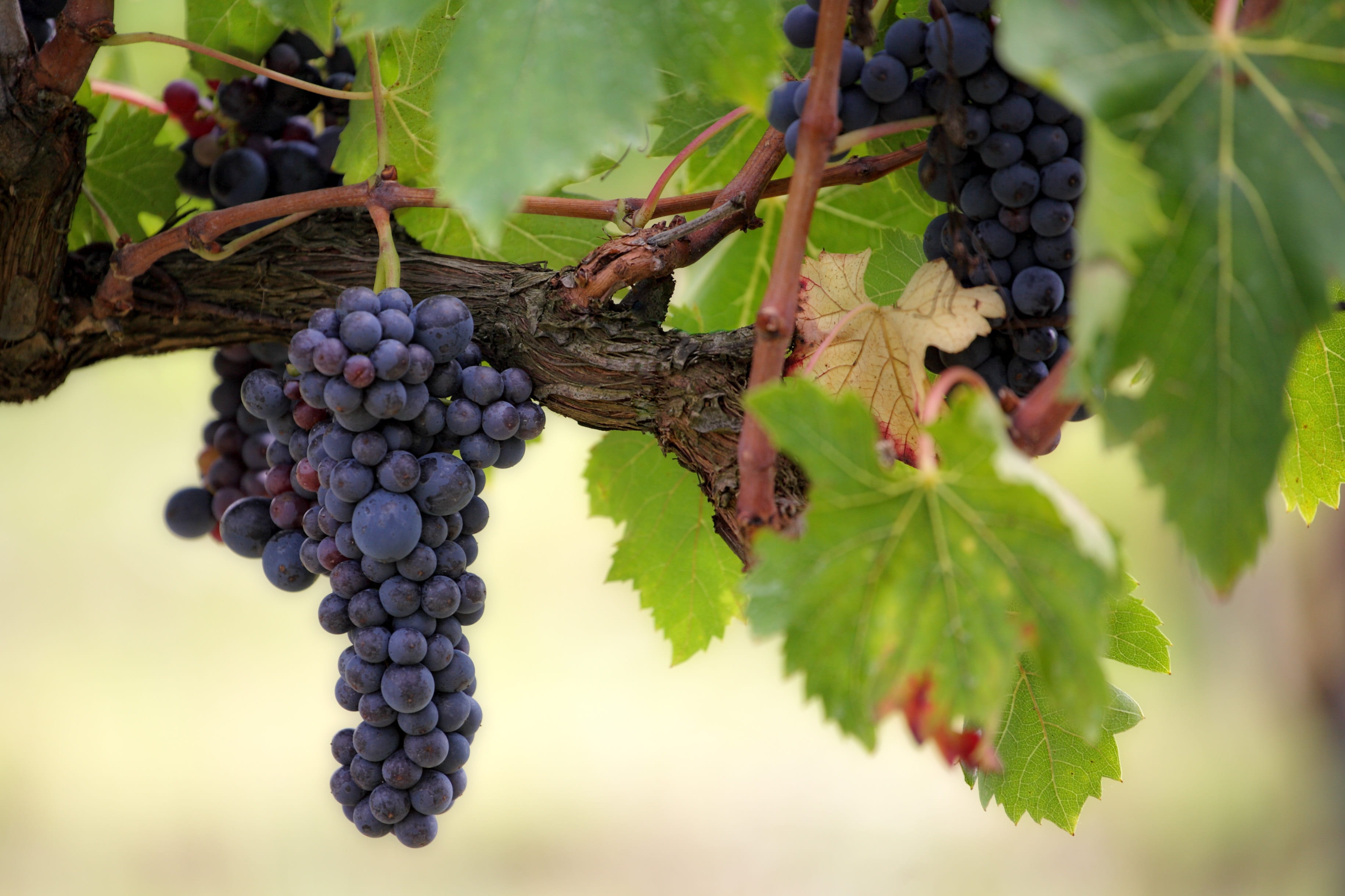 close-up, nature, outdoors, photo, plant, leaf, wine, no people, healthy eating, focus on foreground, vineyard, bunch, plant part, juicy, berry, focused, HD Wallpaper