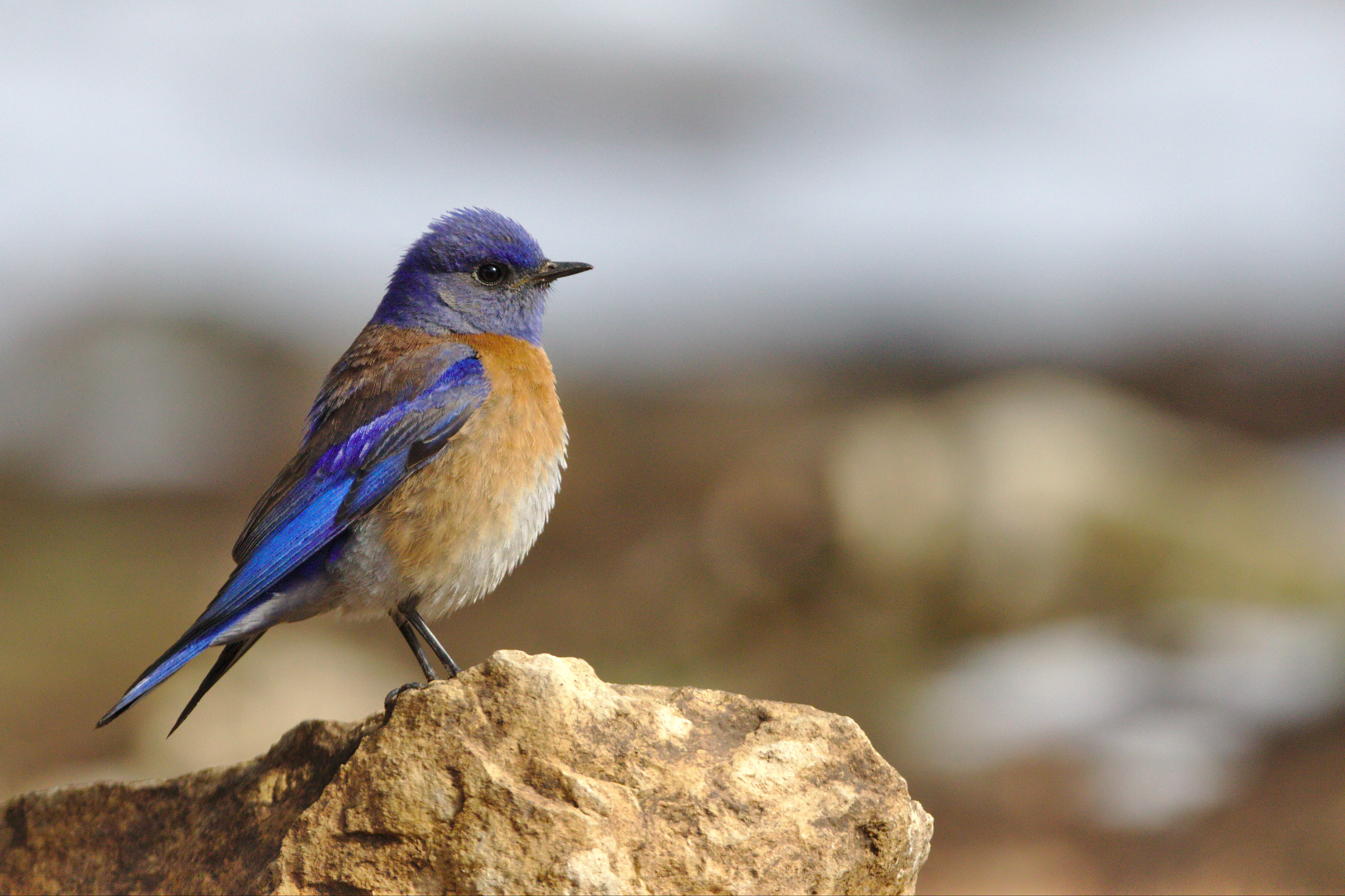 no people, animal, vertebrate, focus on foreground, bluebird, rock - object, bird, perching, close-up, brown, beak, united states, nature, full length, HD Wallpaper