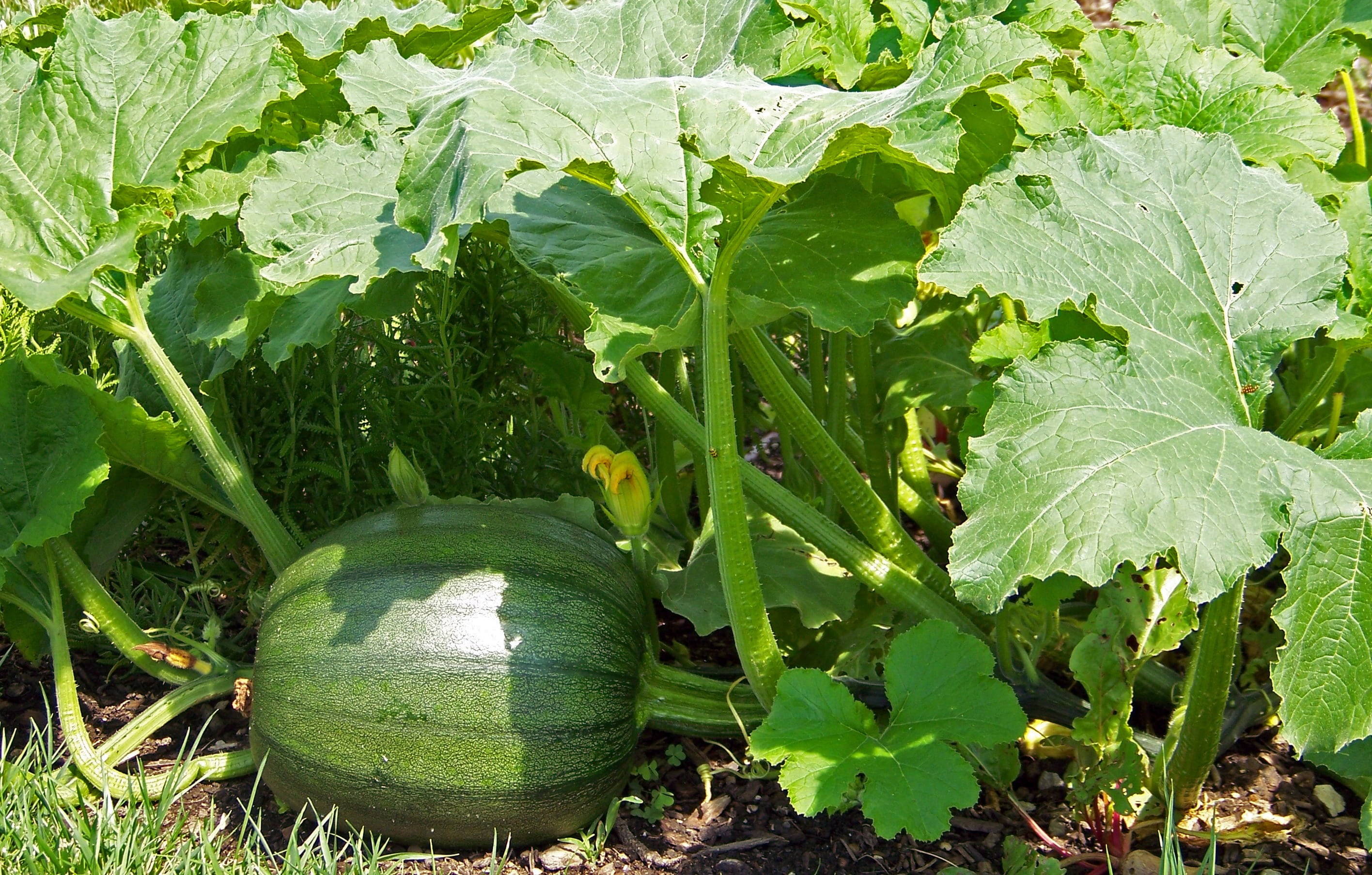 healthy eating, food and drink, outdoors, pumpkin, fruit, freshness, vegetable, field, day, wellbeing, green color, beauty in nature, leaf, crop, land, HD Wallpaper