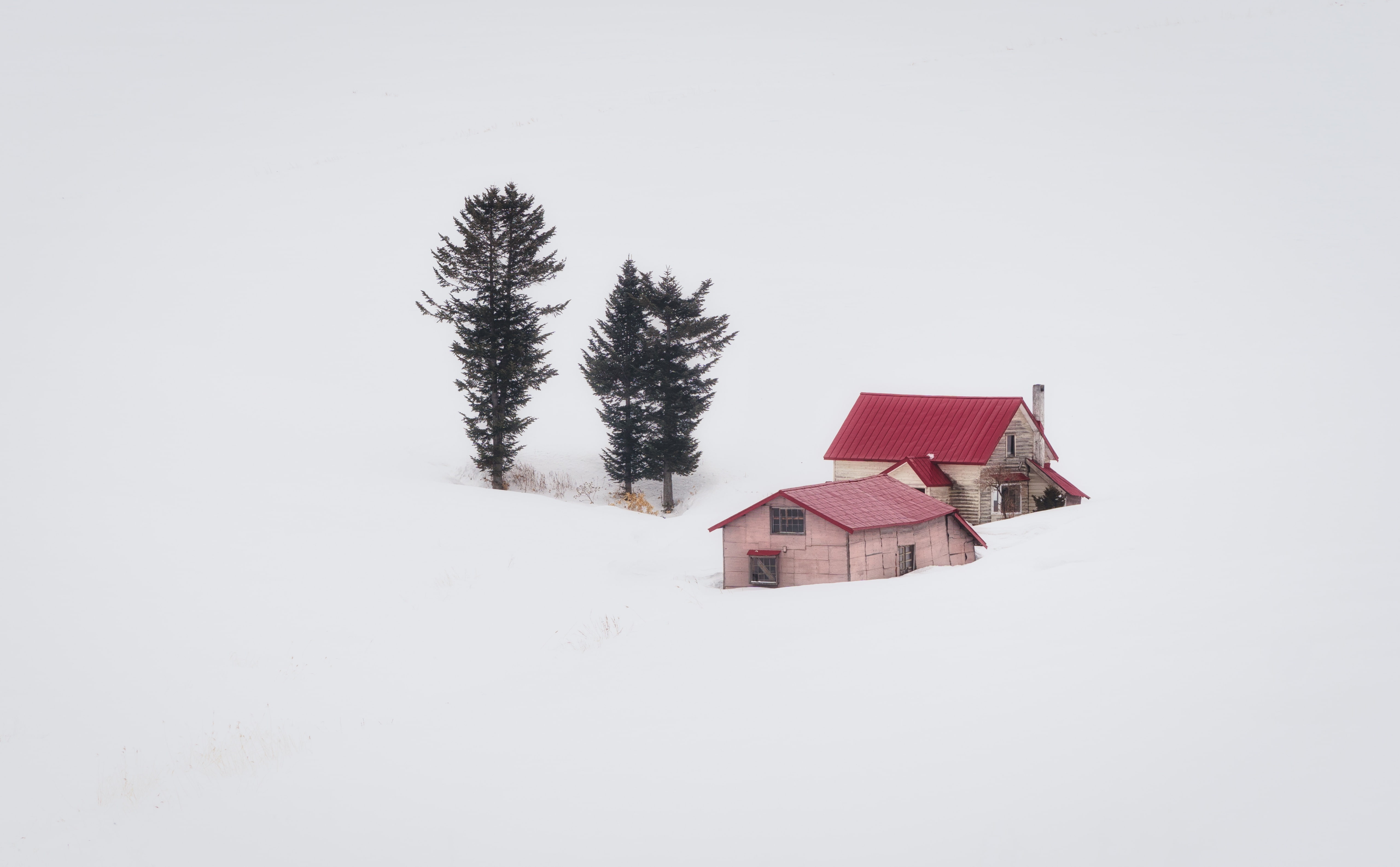 Tree, Isolation, cottage, building, Travel, cold temperature, redhouse, field, Winter, secluded, copy space, 5K, outdoors, cabin, hokkaido, pinkhouse, HD Wallpaper