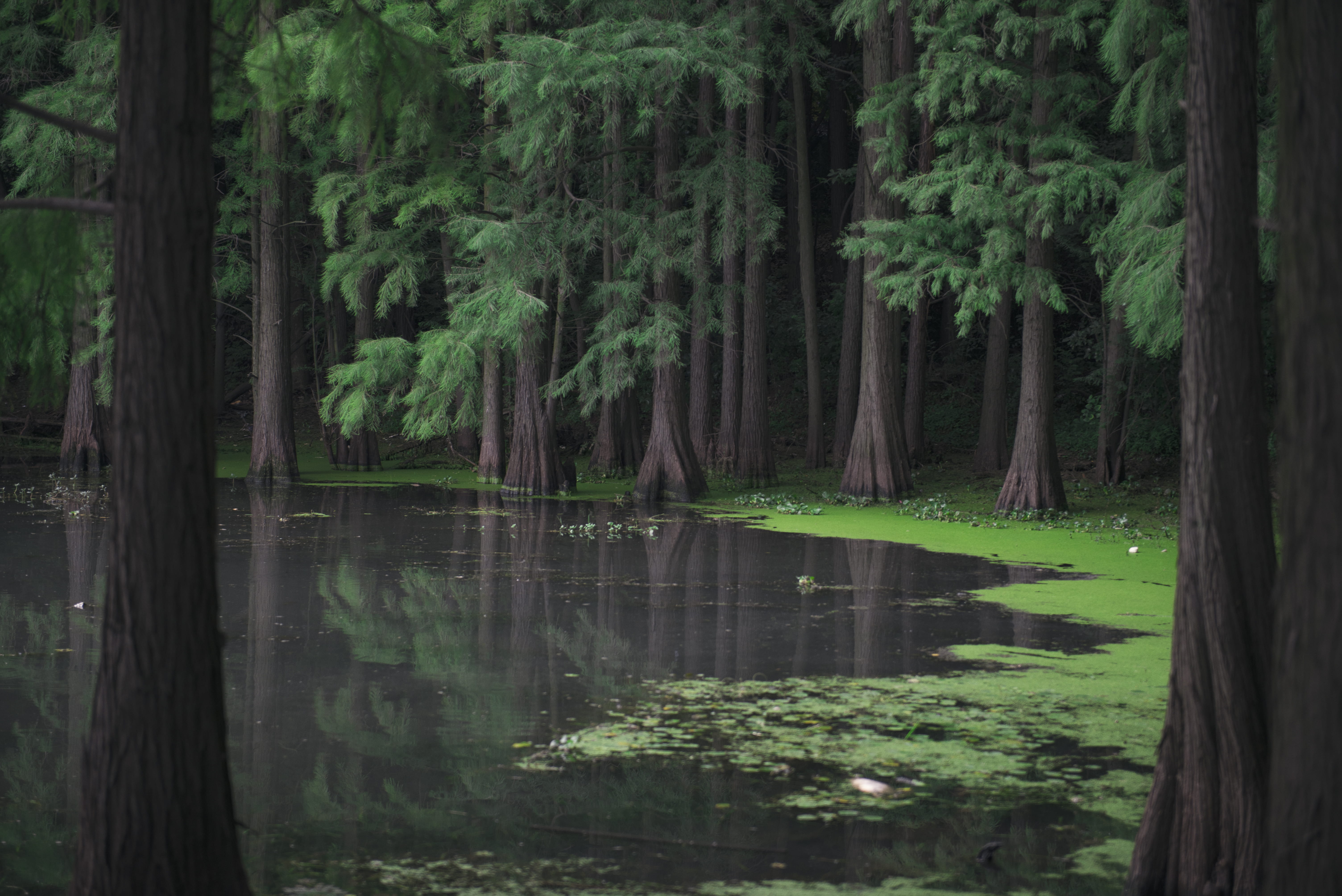 no people, moss, green, growth, scenics - nature, water, river, tall, forest, green color, swap, waterfront, leaf, woodland, plant, rainforest, creek, outdoors, HD Wallpaper