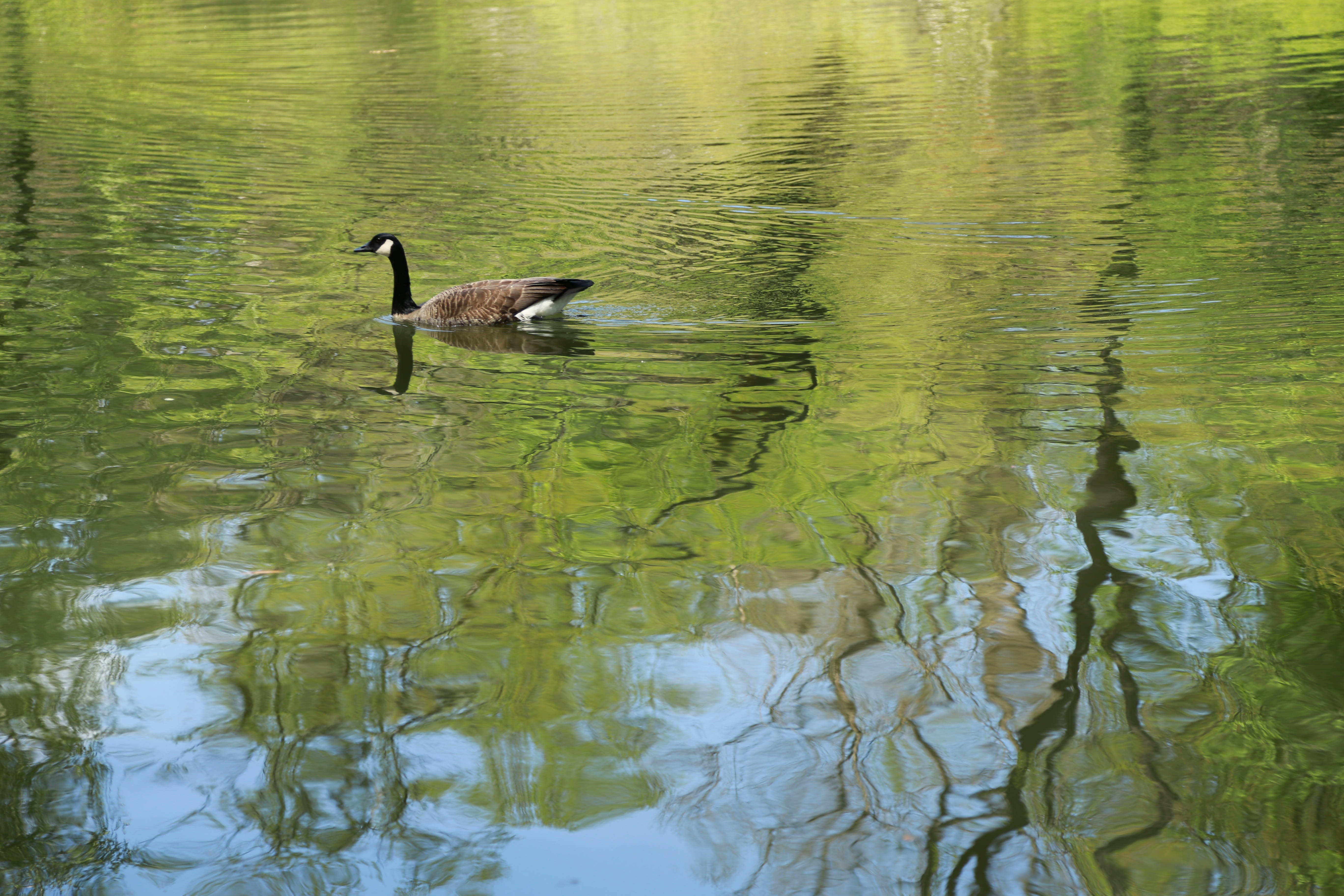 no people, park, day, acanthus, pond, zoology, the creek, break, river, wave, the body of water, birds, new, new york, streams, secluded, the river, noel online gift shop, HD Wallpaper