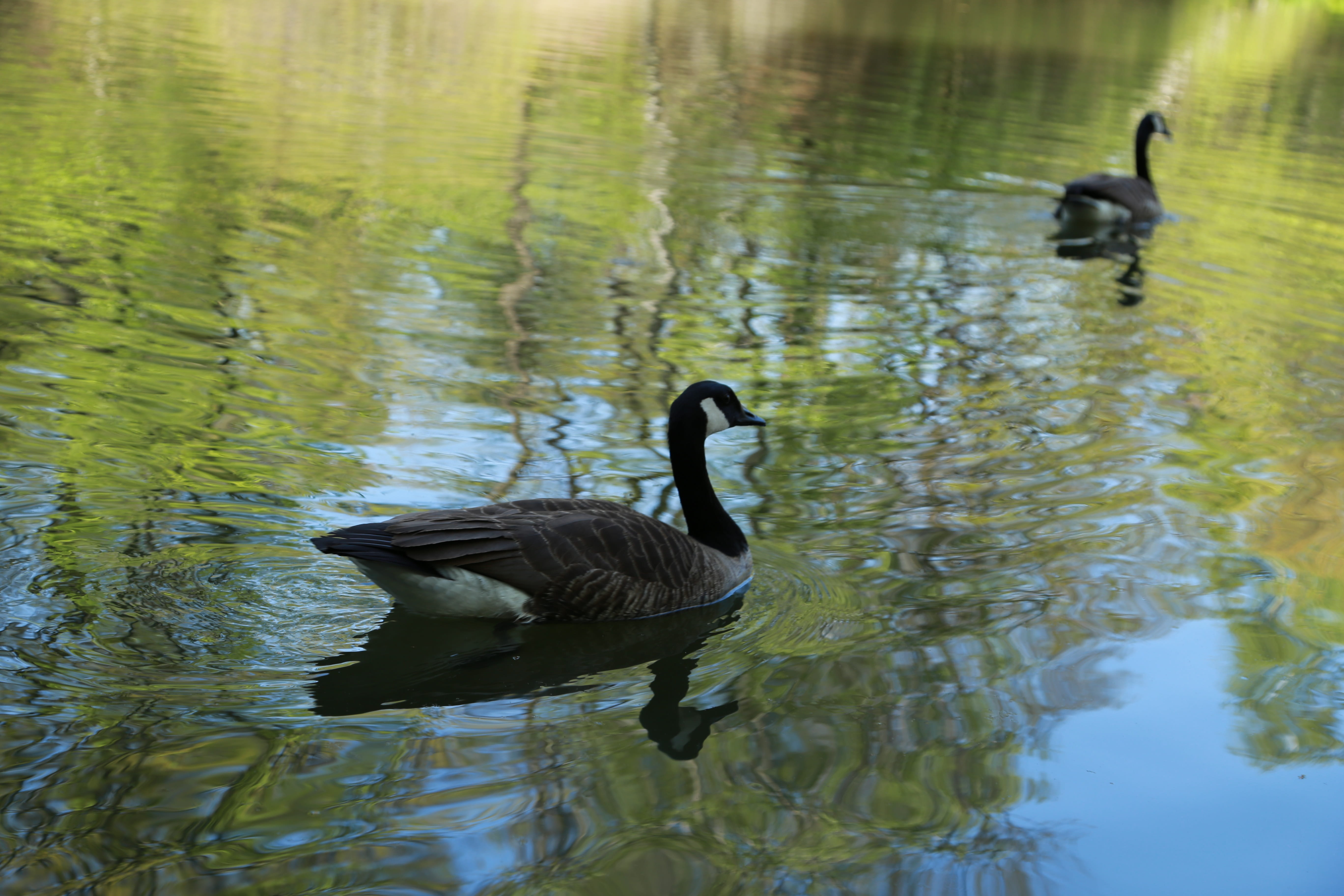 spring, the citys new, two animals, outdoors, waterfront, streams, water bird, new york, black color, lake, duck, day, migratory birds, central park, the river, HD Wallpaper