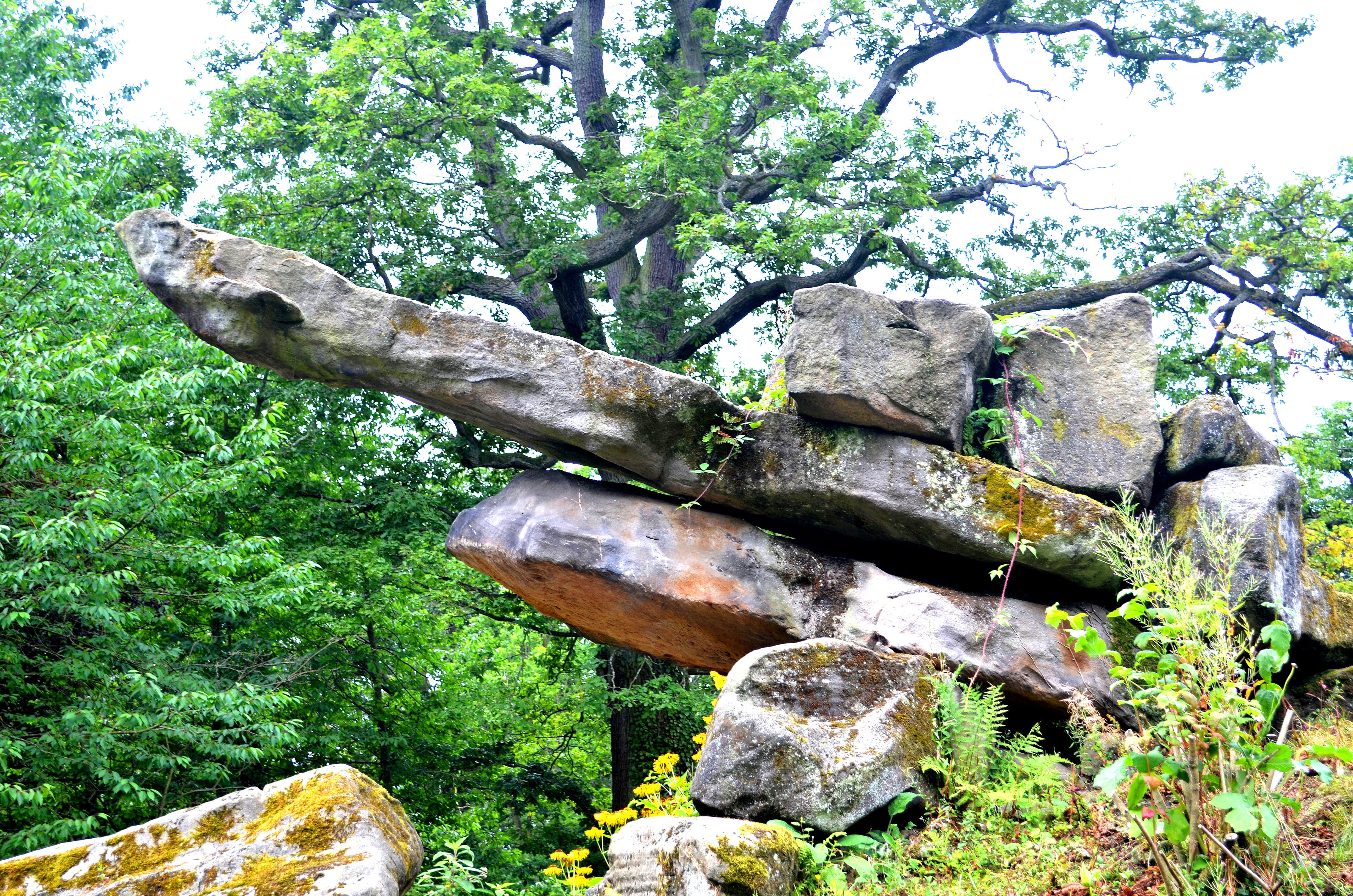 solid, beauty in nature, wood - material, peaceful, park, land, botanical, rocks, outdoor, tree, day, no people, branch, trunk, secluded, pond, growth, HD Wallpaper
