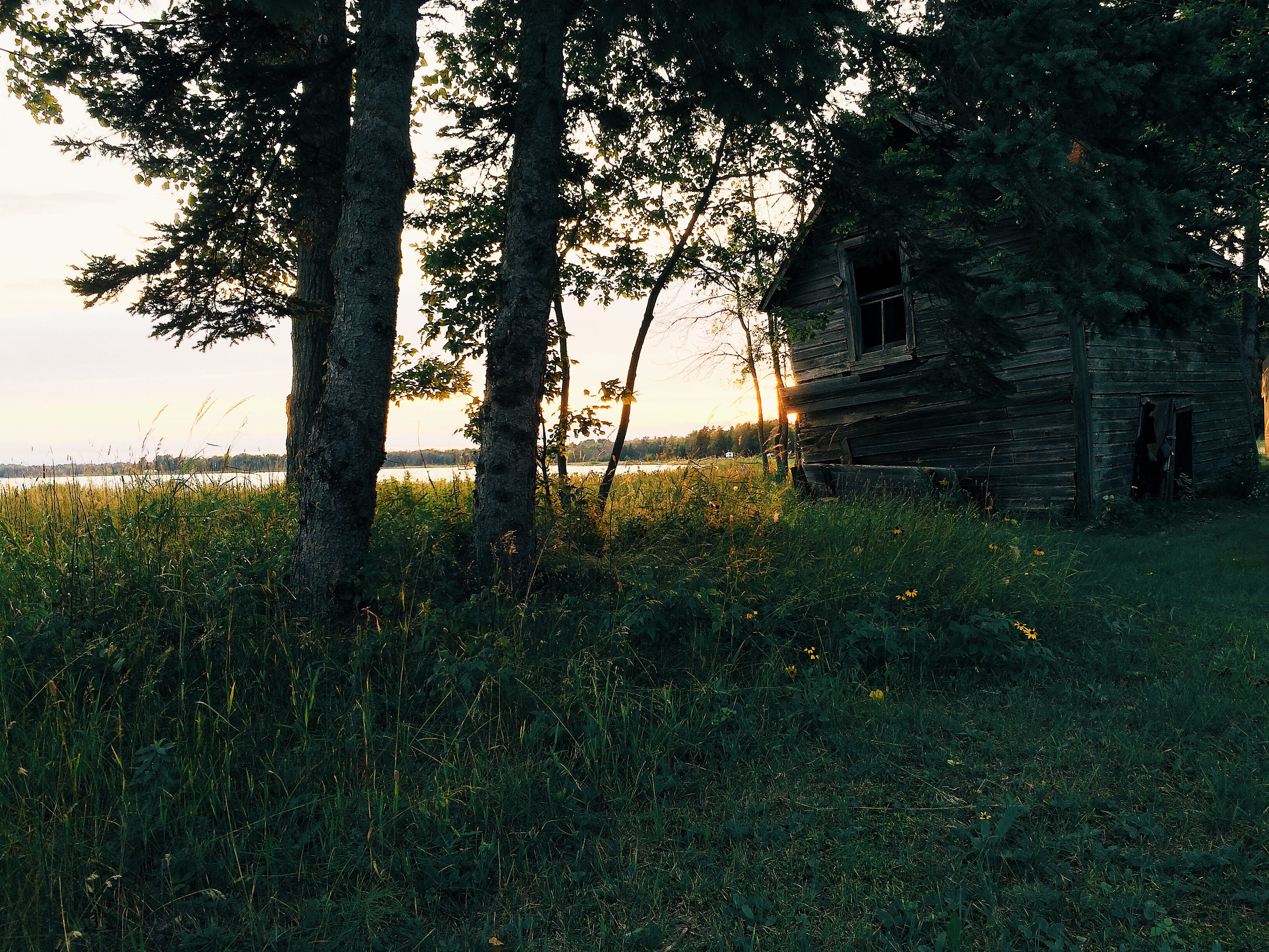 rural, 2K, tree trunk, plant, built structure, near, grass, photo, growth, grasses, tree, tranquil scene, lake, cabin, no people, vintage, barn, brown, HD Wallpaper