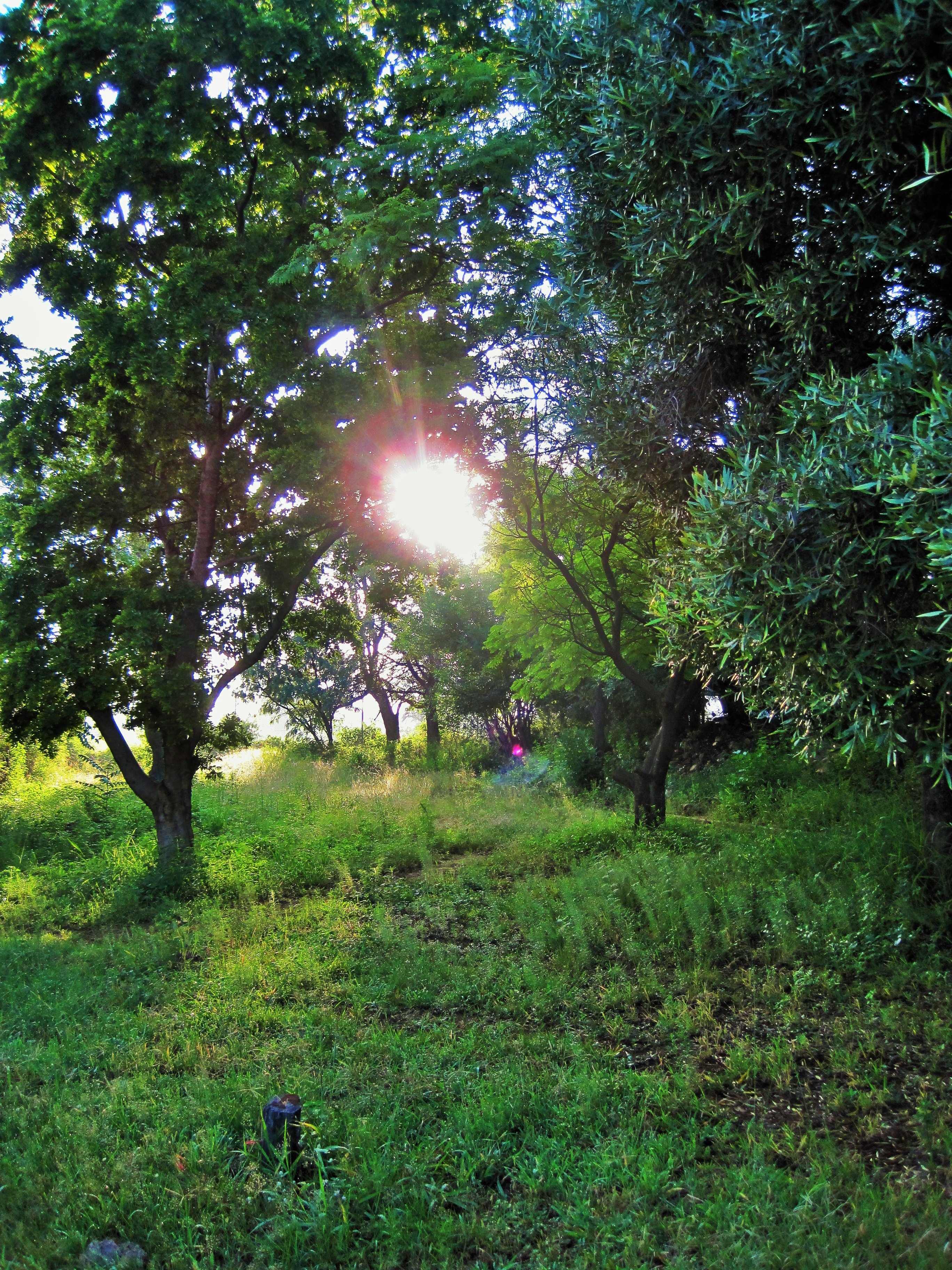 veld, sun, trees, plant, beauty in nature, outdoors, tree, scenics - nature, lens flare, land, green color, day, grass, rising, tranquility, sunlight, bright, Phone HD Wallpaper