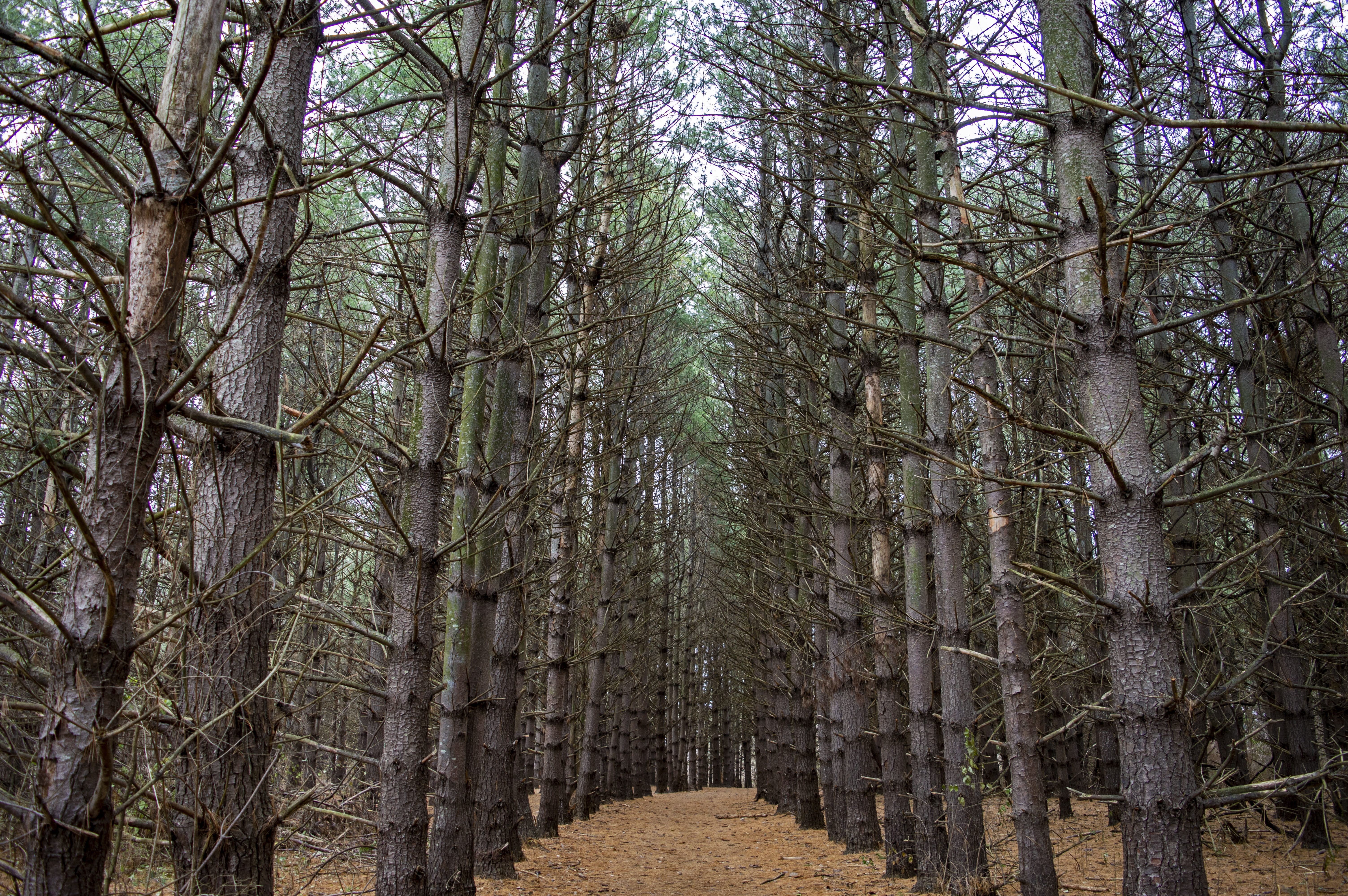 landscape, land, tranquility, pathway, pines, day, woodland, scenics - nature, treelined, path, trunk, 5K, forest, plant, tree, beauty in nature, nature, HD Wallpaper