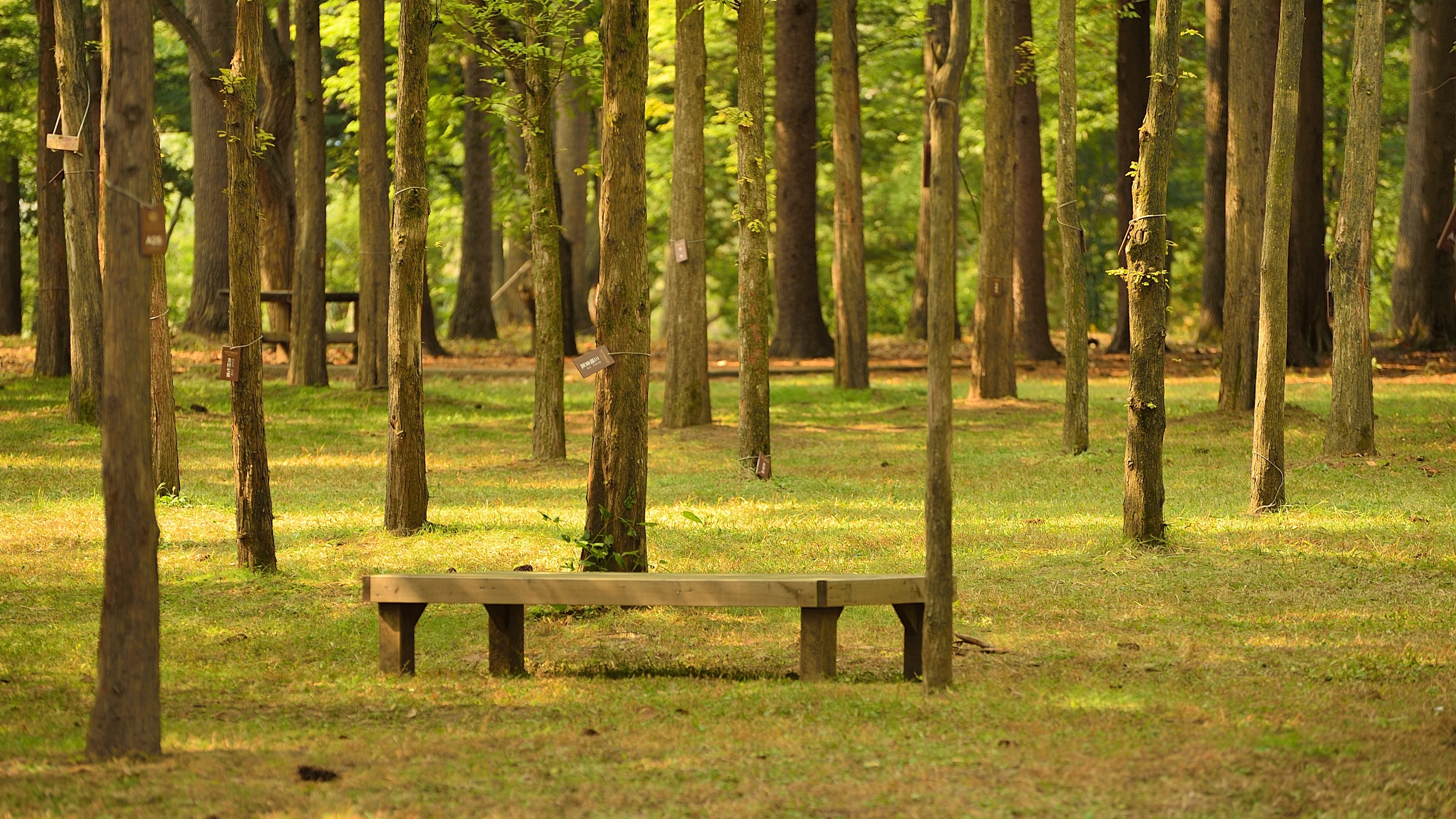 growth, grass, tranquil scene, tranquility, serene, namiseom island recreation area, wood - material, bench, tranquil, plant, republic of korea, beauty in nature, HD Wallpaper