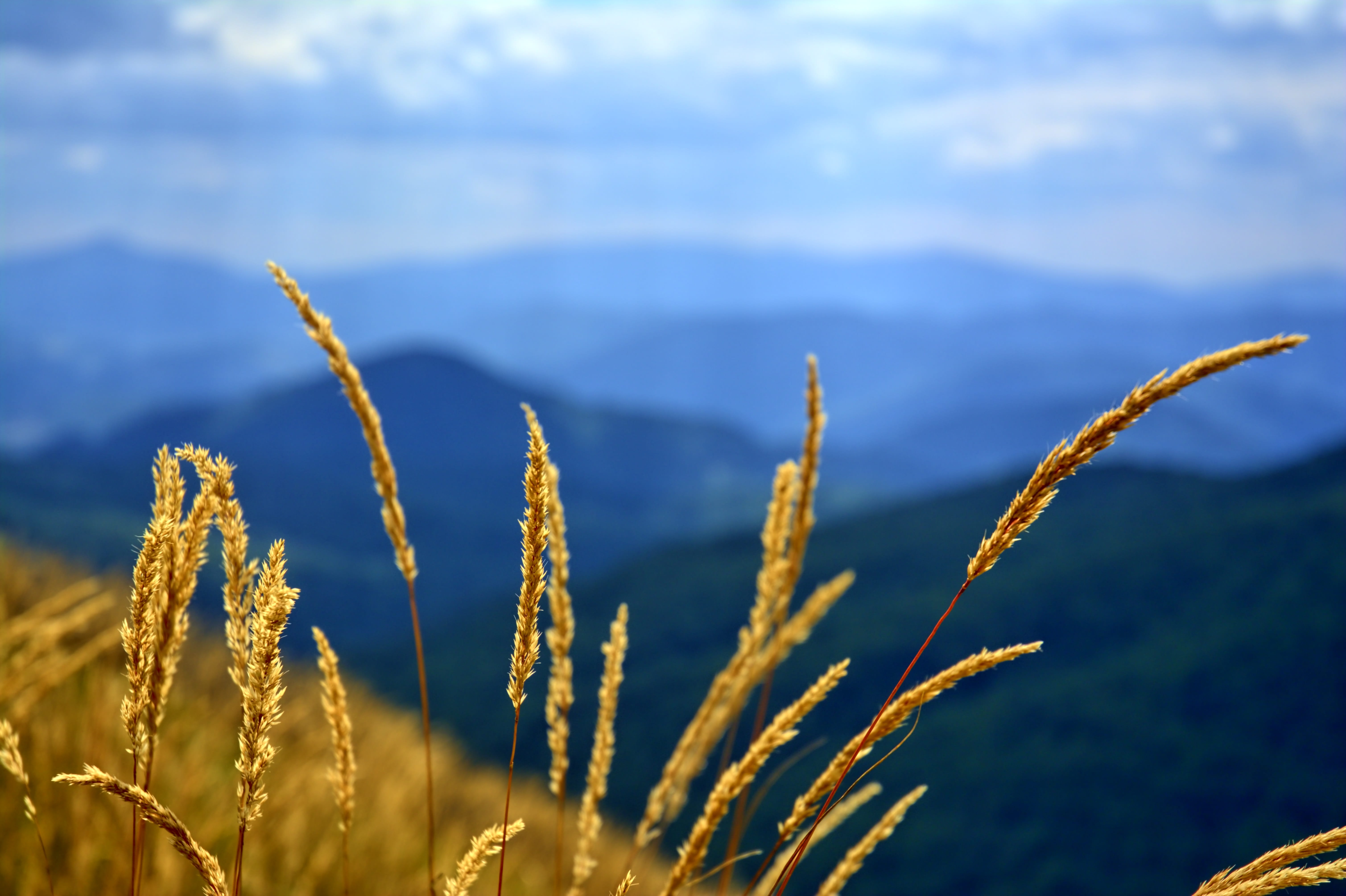 view, blue, tops, time of year, outdoors, beech berdo, food, rural scene, mountains, agriculture, plant, holiday, environment, no people, blue sky, food and drink, HD Wallpaper