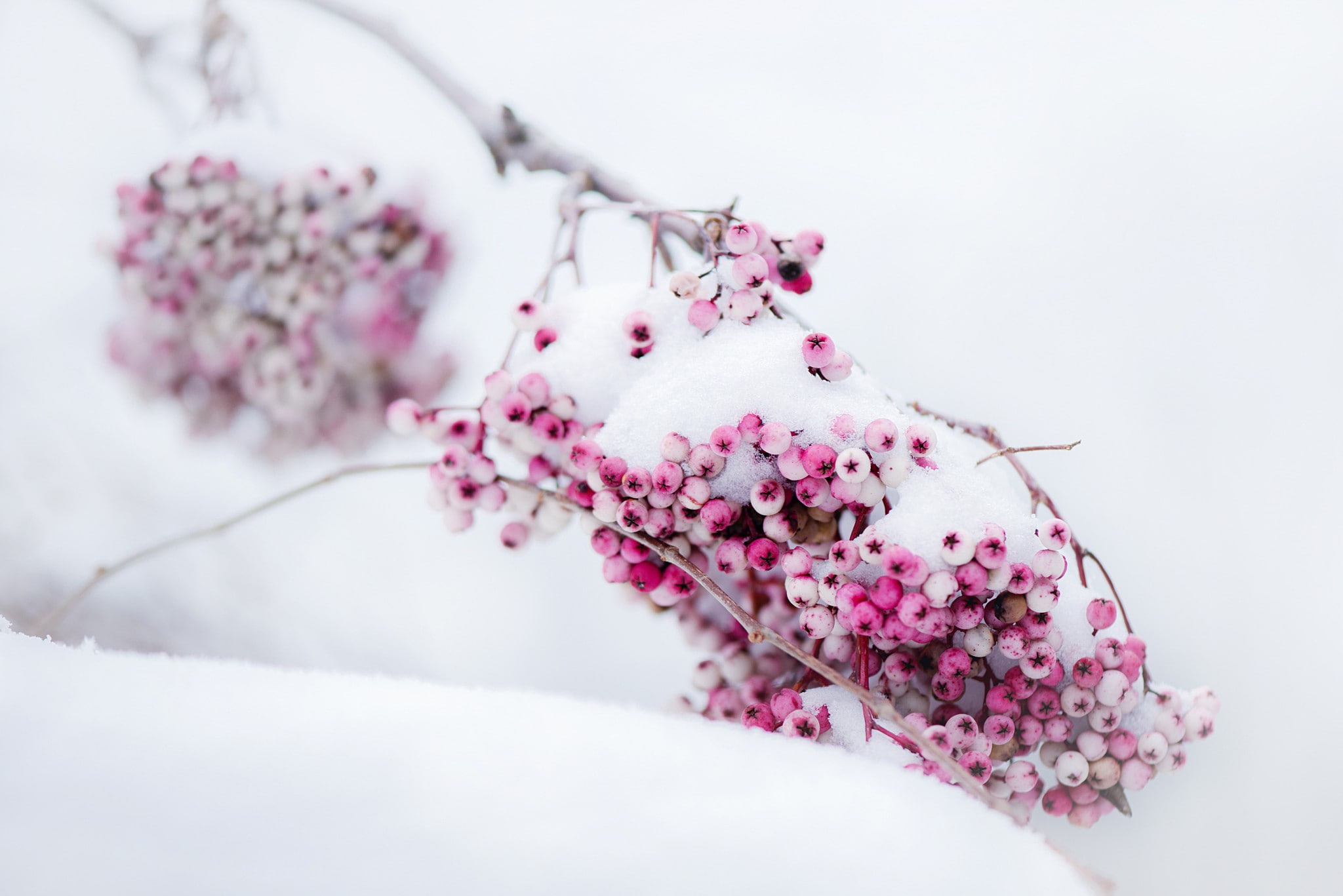 time of year, winter, pink, snow, 1080P, branch, Berries, HD Wallpaper