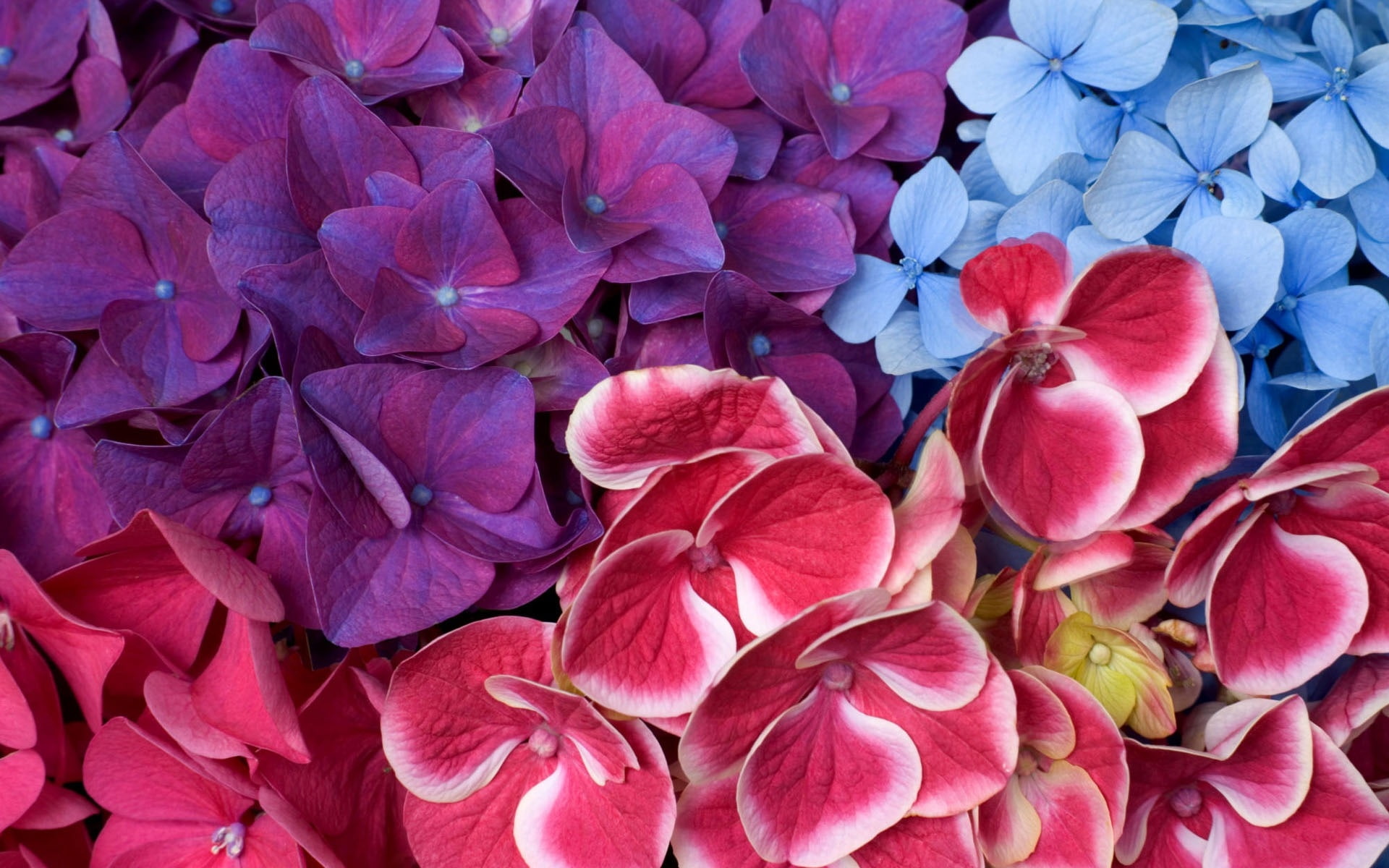 1080P, varied, flowers, hydrangeas, HD Wallpaper