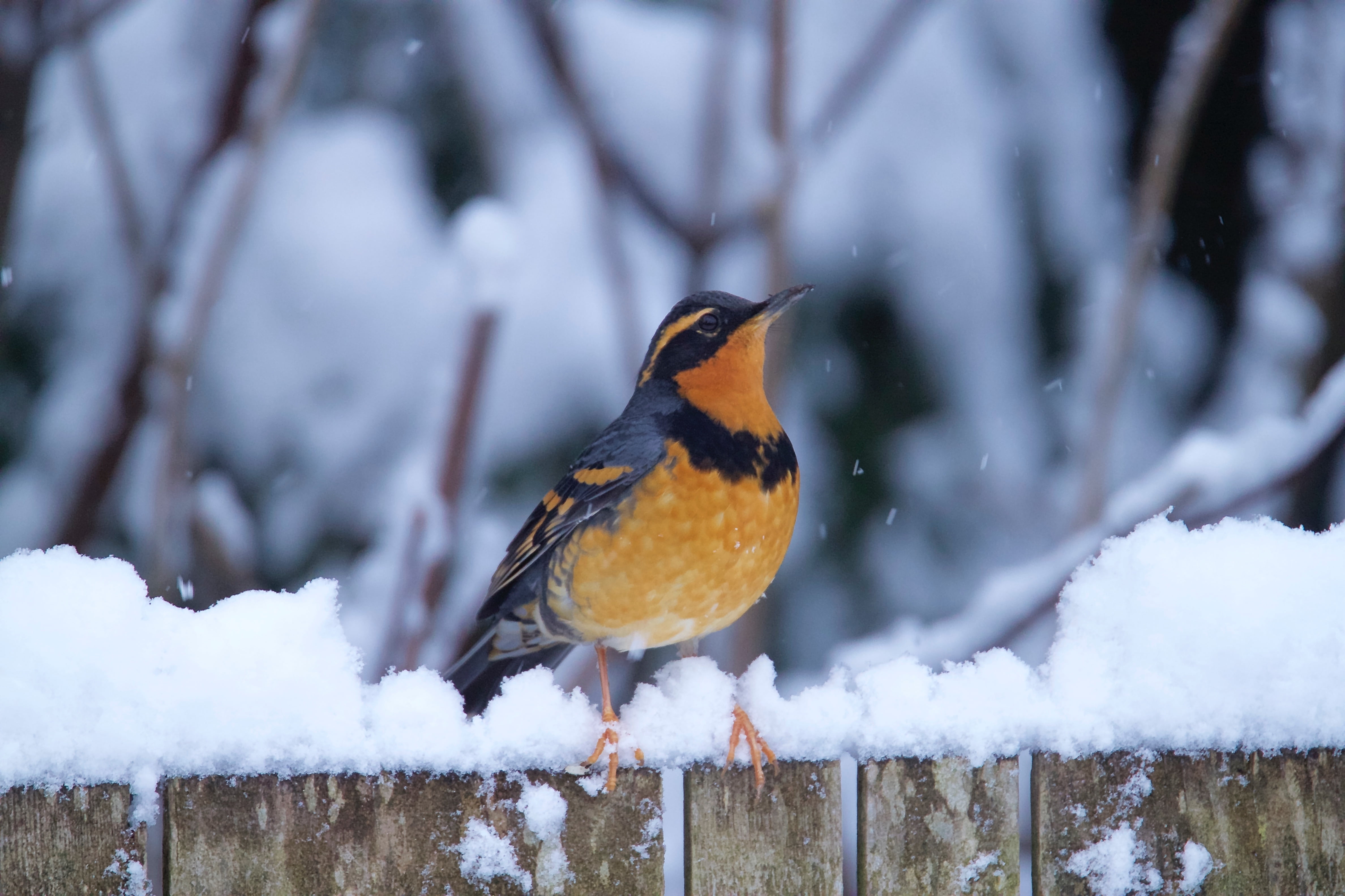 tree, wildlife, 4K, winter, branch, snow, animal, varied, nature, thrush, outdoors, blue, brown, bird, HD Wallpaper