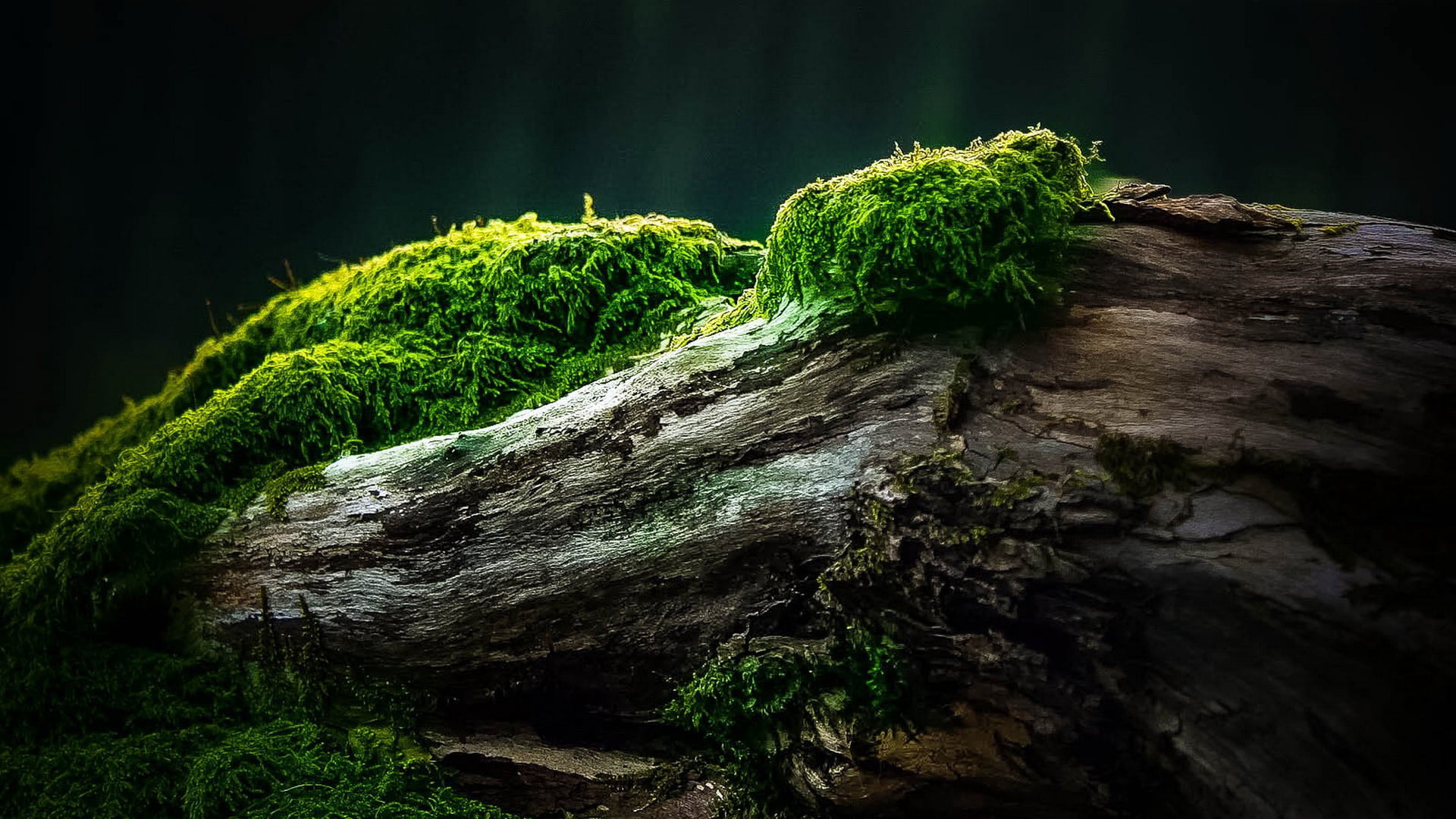 landscape, beauty in nature, stone, forest, natural, close-up, countryside, sun, spring, mountain, grass, ecology, moss, environment, park, outdoor, nature, HD Wallpaper