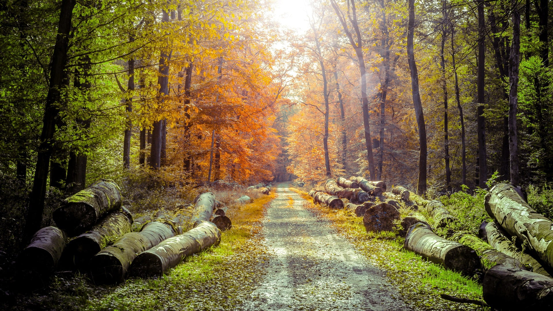 scenics - nature, nature, land, tranquil, no people, orange color, wood, change, tree, tranquility, garden, peaceful, countryside, spring, landscape, plant, HD Wallpaper