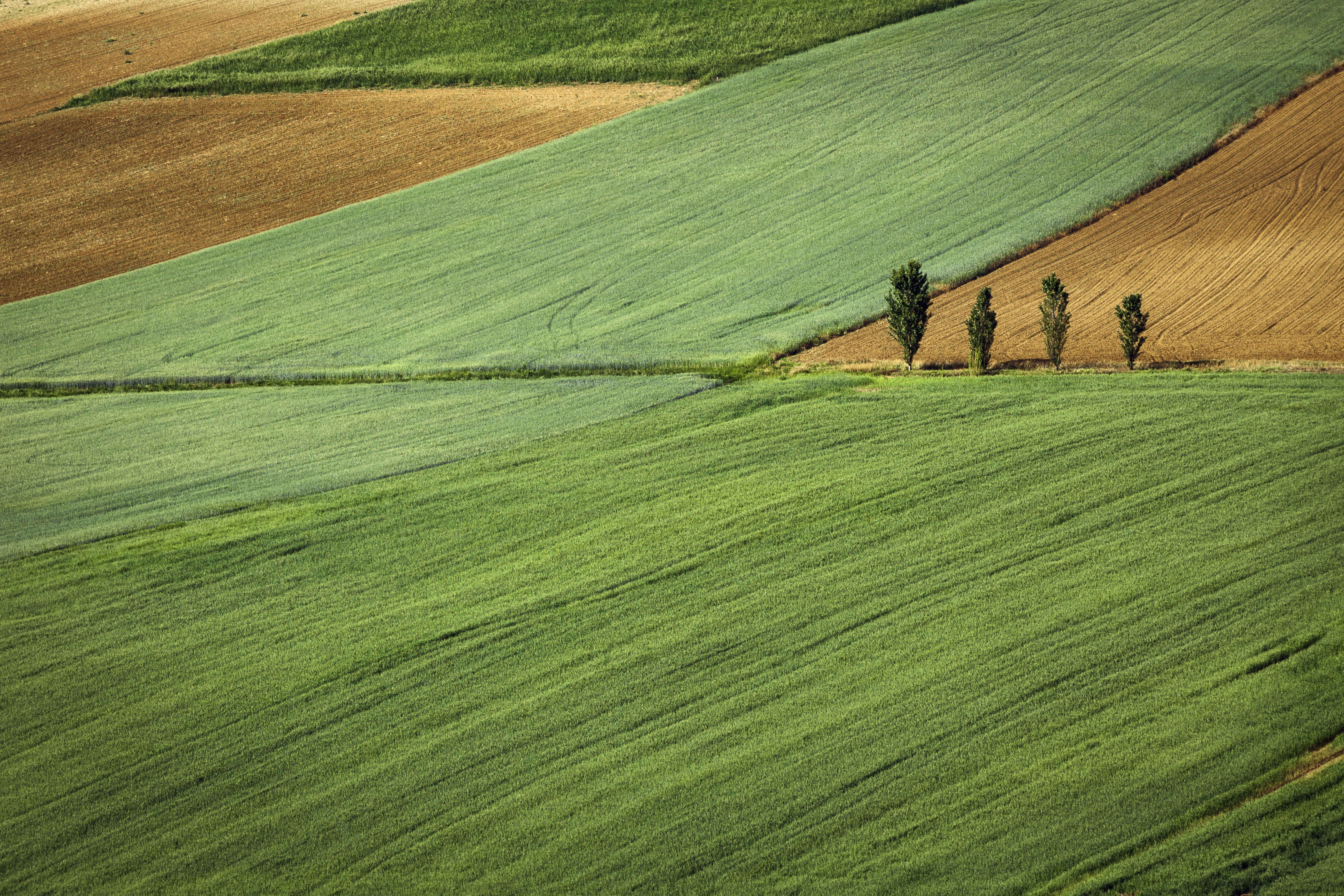 land, trees, rural scene, plots, farm, tranquility, angle, growth, beauty in nature, scenics - nature, no people, plantation, field, vegetation, green, HD Wallpaper