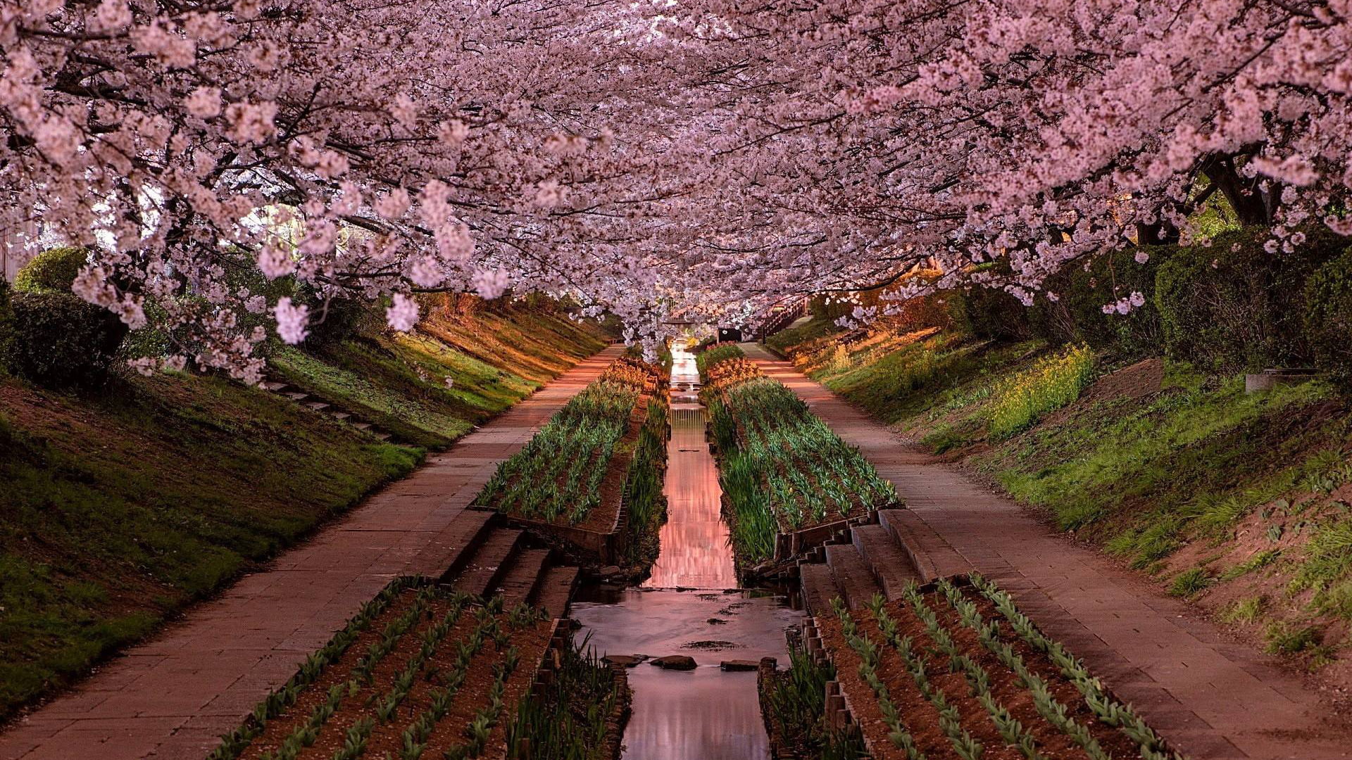 freshness, tourism, hill, blossom, beauty in nature, bridge, scenic, city, no people, cherry blossom, building, natural, treelined, nature, summer, roof, HD Wallpaper