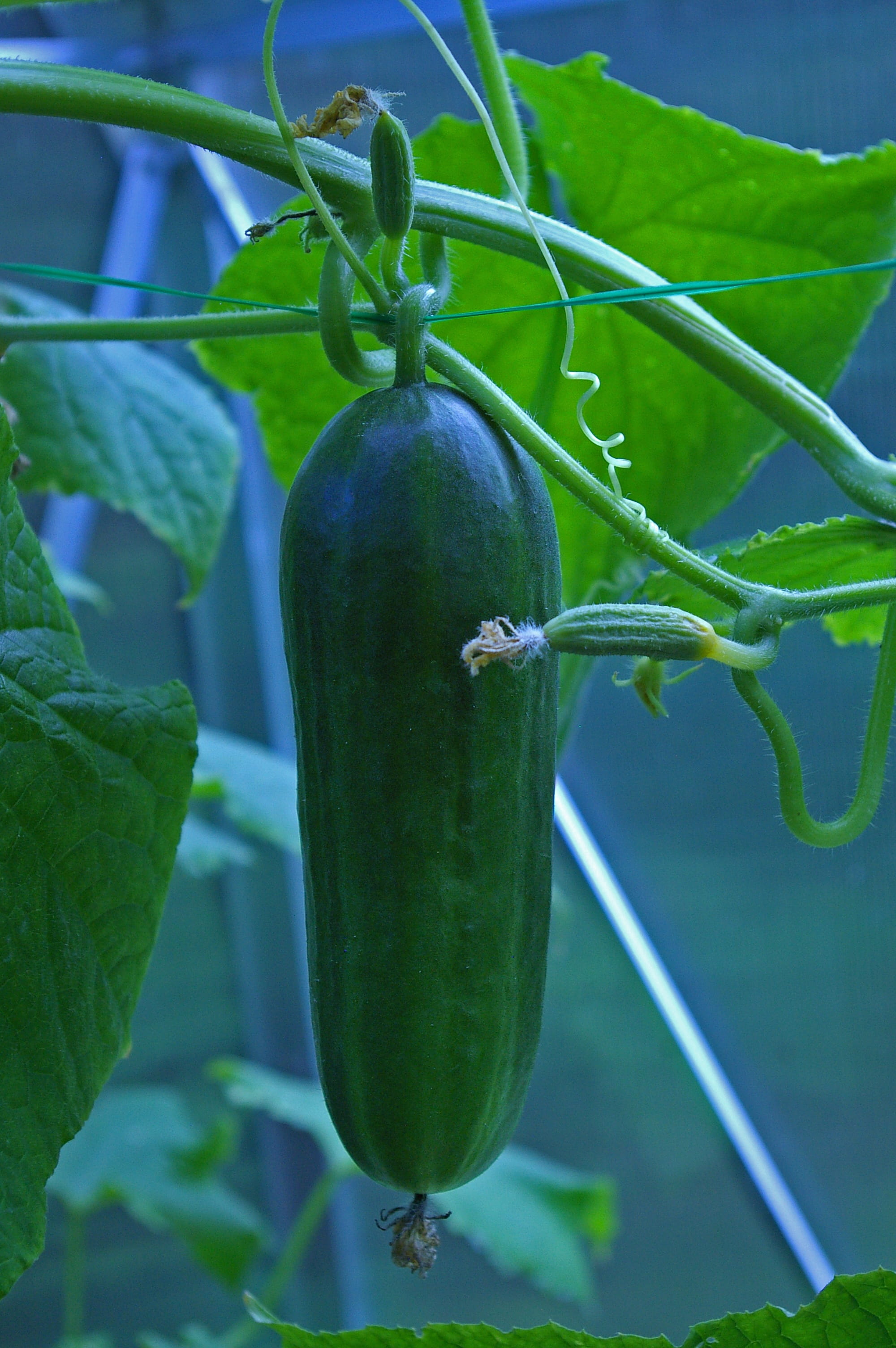 green color, 2K, green, snake pickle, growth, focus on foreground, Cucumber, natural product, Gherkins, feed, garden, raw food, vegan, cucumber salad, Phone HD Wallpaper