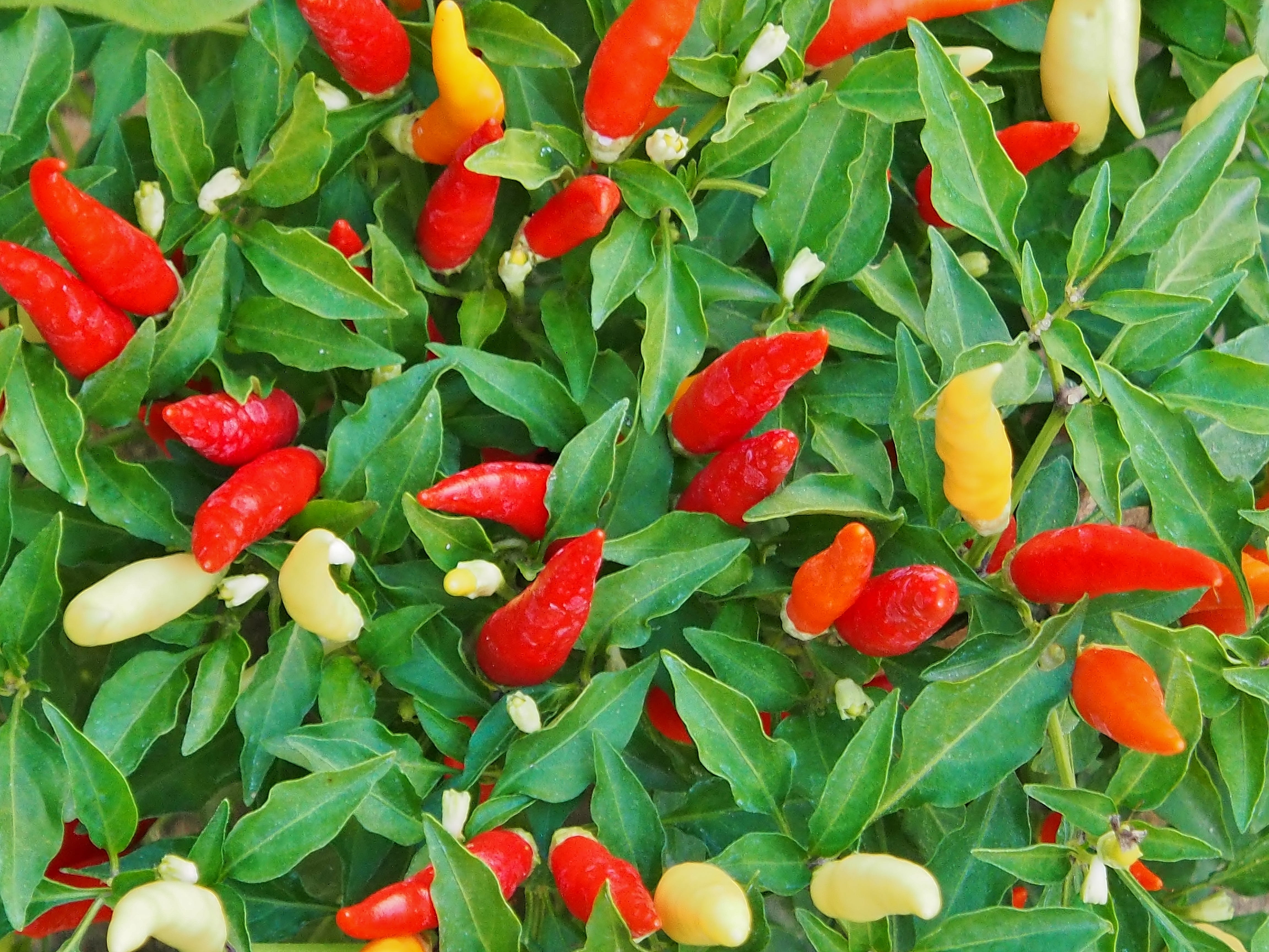 plant part, spice, vegetable, freshness, green color, day, yellow, growth, chilli, red, chili peppers, orange, leaf, nature, backgrounds, full frame, close-up, HD Wallpaper