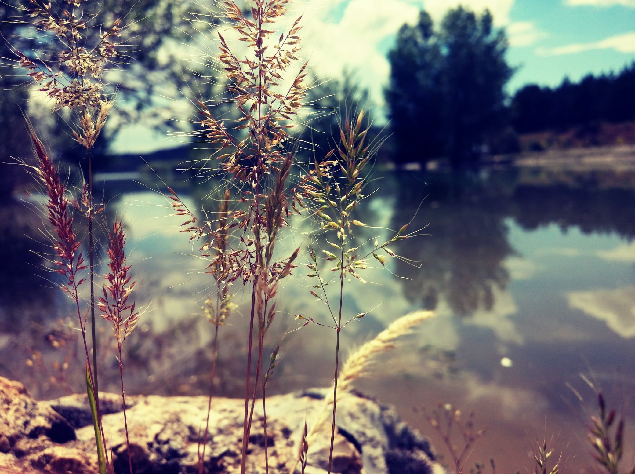 nature, coniferous tree, lake, land, scenics - nature, 1080P, no people, crater lake, plant, reflection, growth, tranquil scene, tree, green, sky, beauty in nature, HD Wallpaper