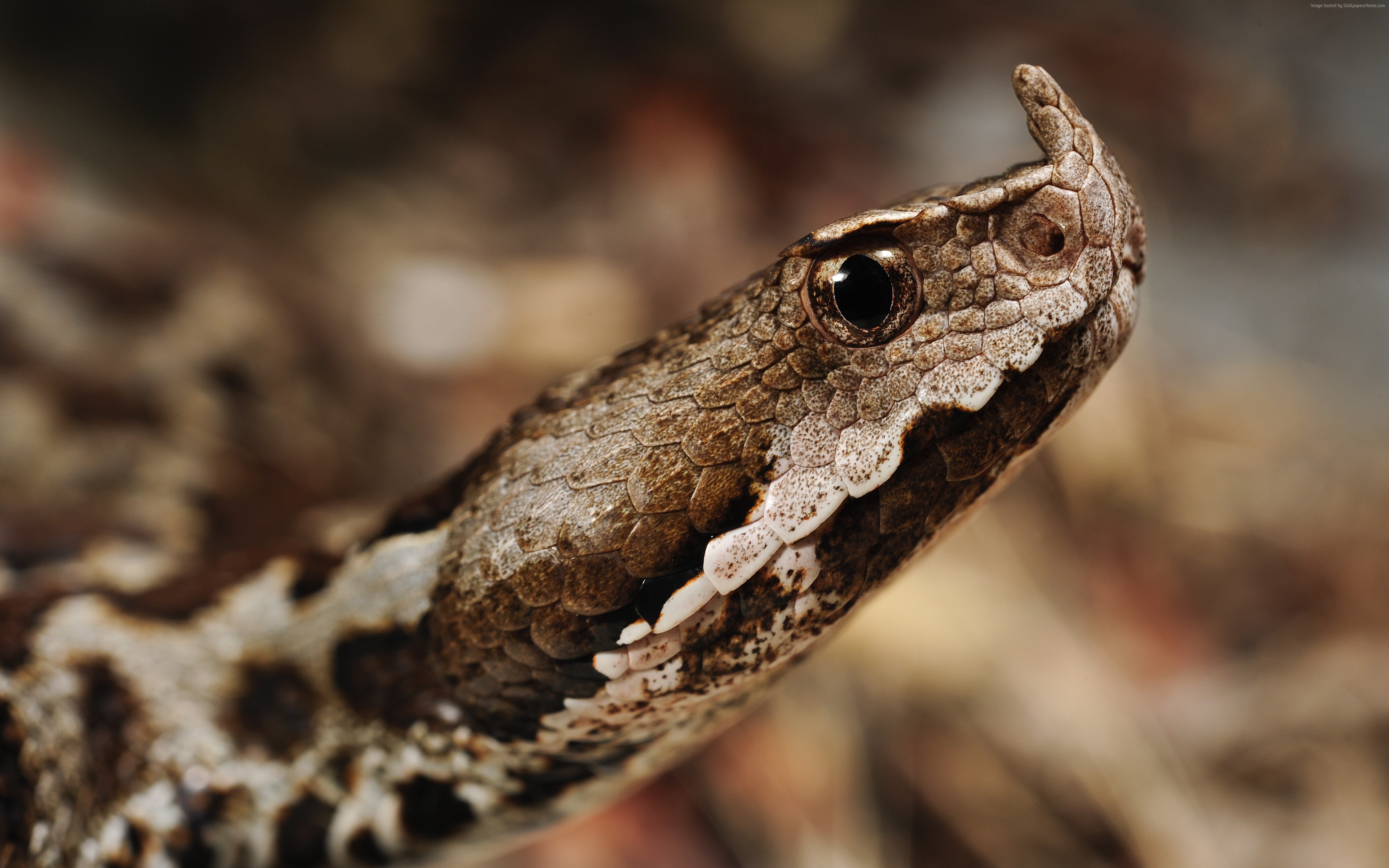 reptile, snake, Greece, no people, lizard, 4K, Romania, animal head, day, Serbia, focus on foreground, animal wildlife, animal scale, Montenegro, animal markings, HD Wallpaper