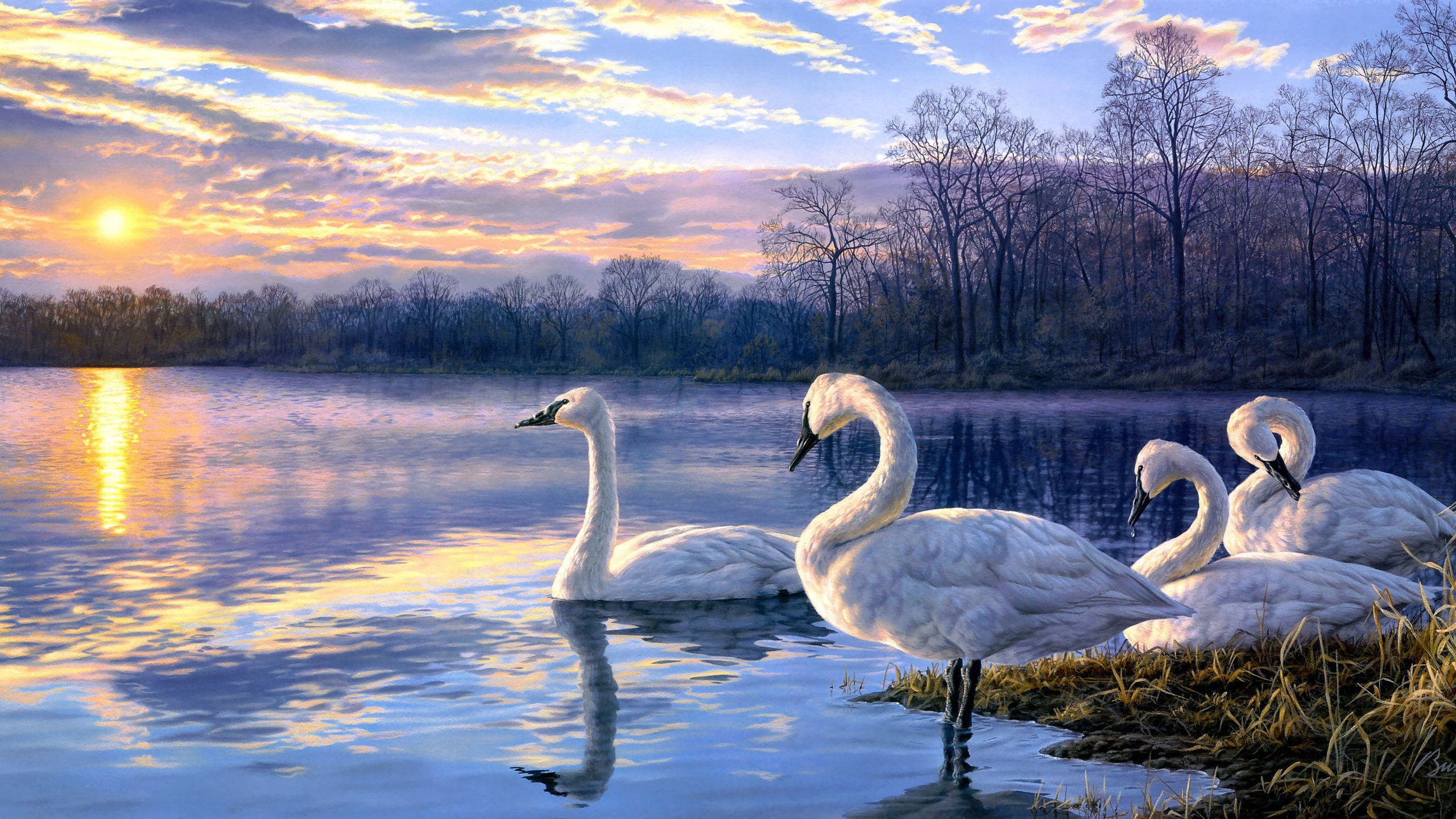 Landscape, Lake, Swan, Art, 2K, Painting, Sunset, flock, HD Wallpaper