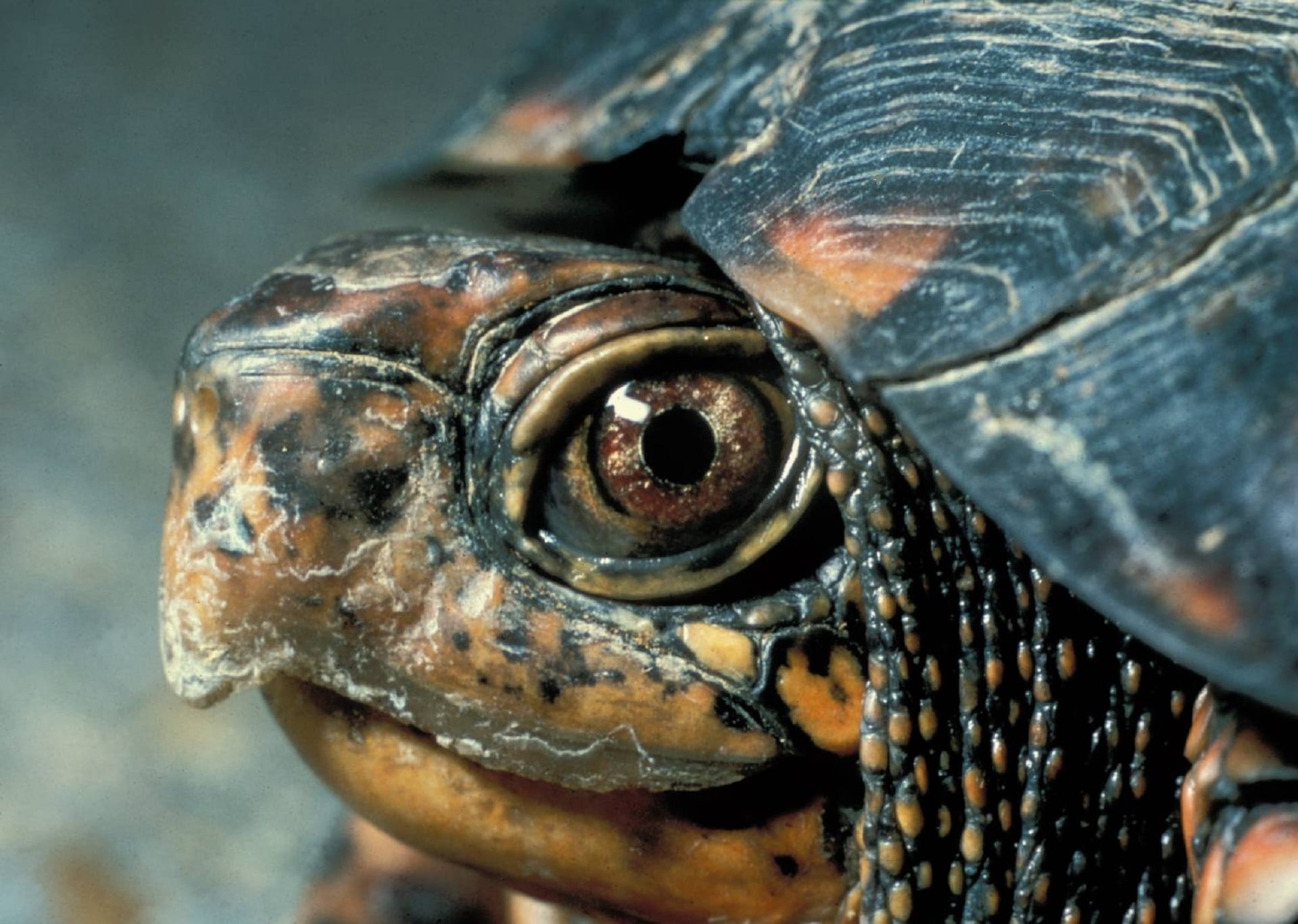 mouth, animal nose, outdoors, marine, close-up, animal body part, animal shell, wildlife, animal mouth, one animal, terrapin, reptile, eye, vertebrate, HD Wallpaper