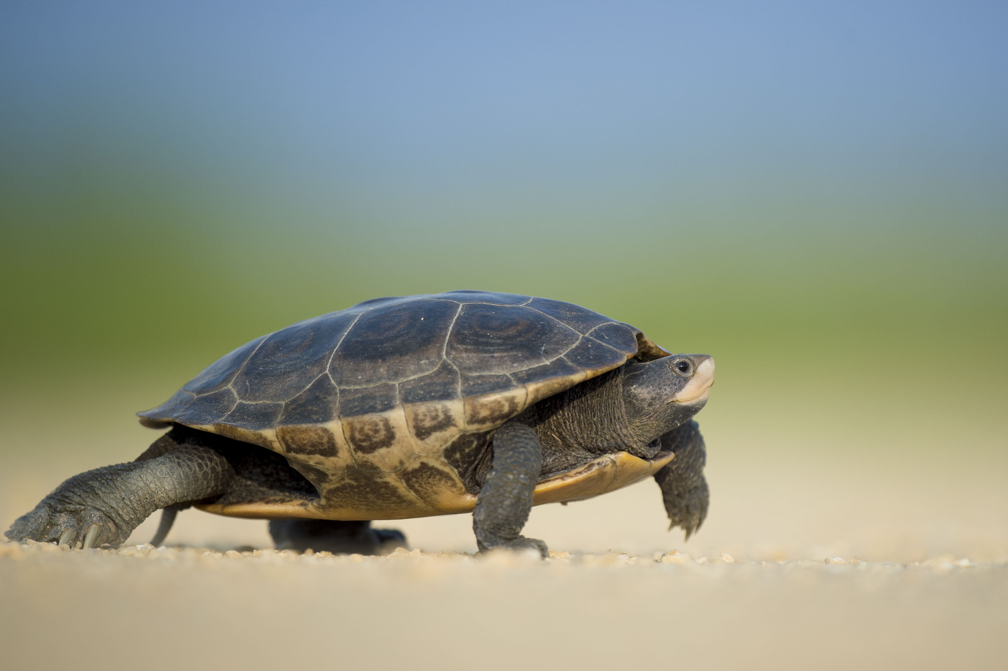 shell, close-up, animal wildlife, vertebrate, outdoors, animal shell, house, side view, turtle, land, nature, black, one animal, animal, bokeh, crawl, walk, HD Wallpaper