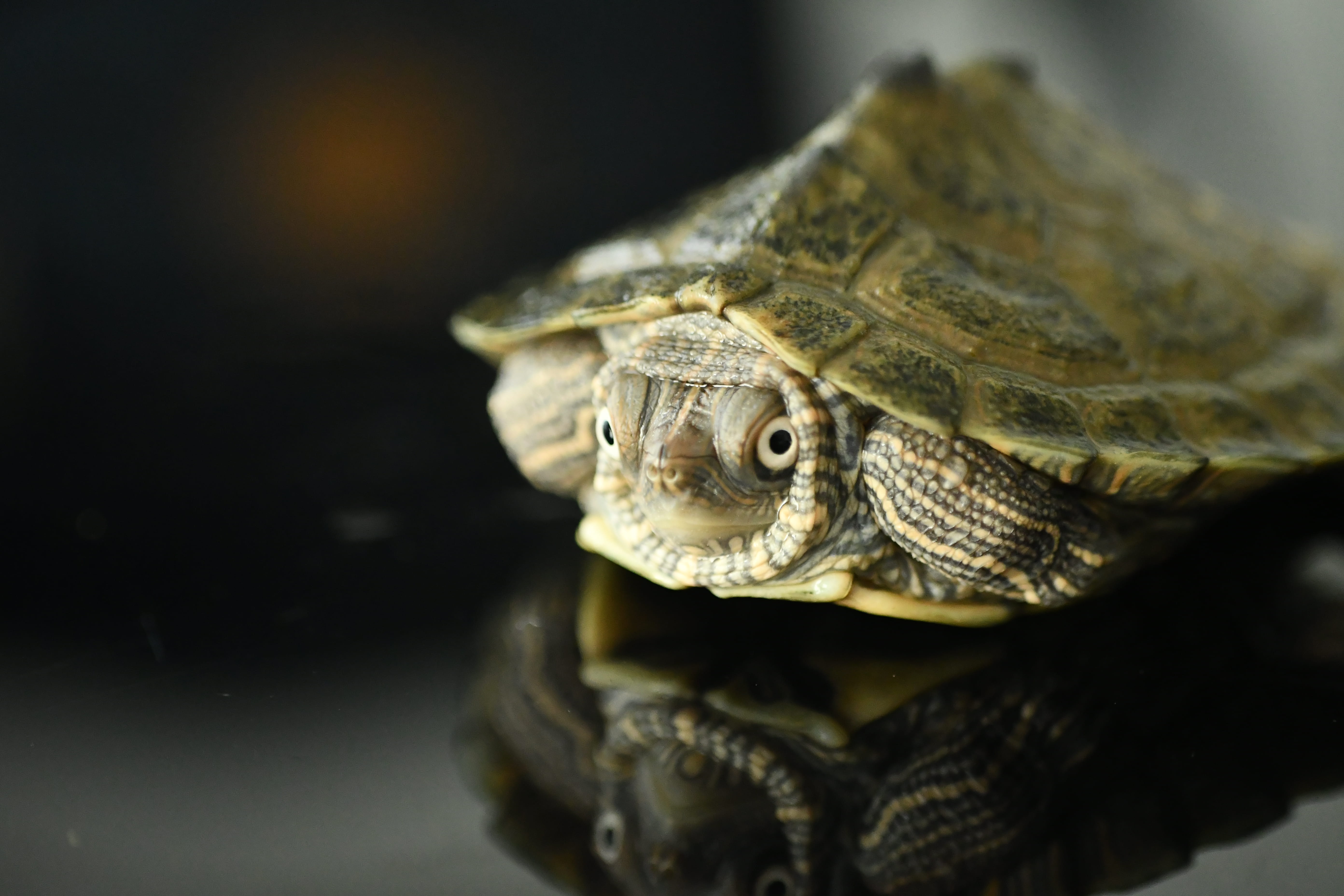 animal head, land, animal body part, reptile, box turtle, no people, 5K, animals in the wild, animal, tree, animal themes, one animal, fish, animal scale, HD Wallpaper