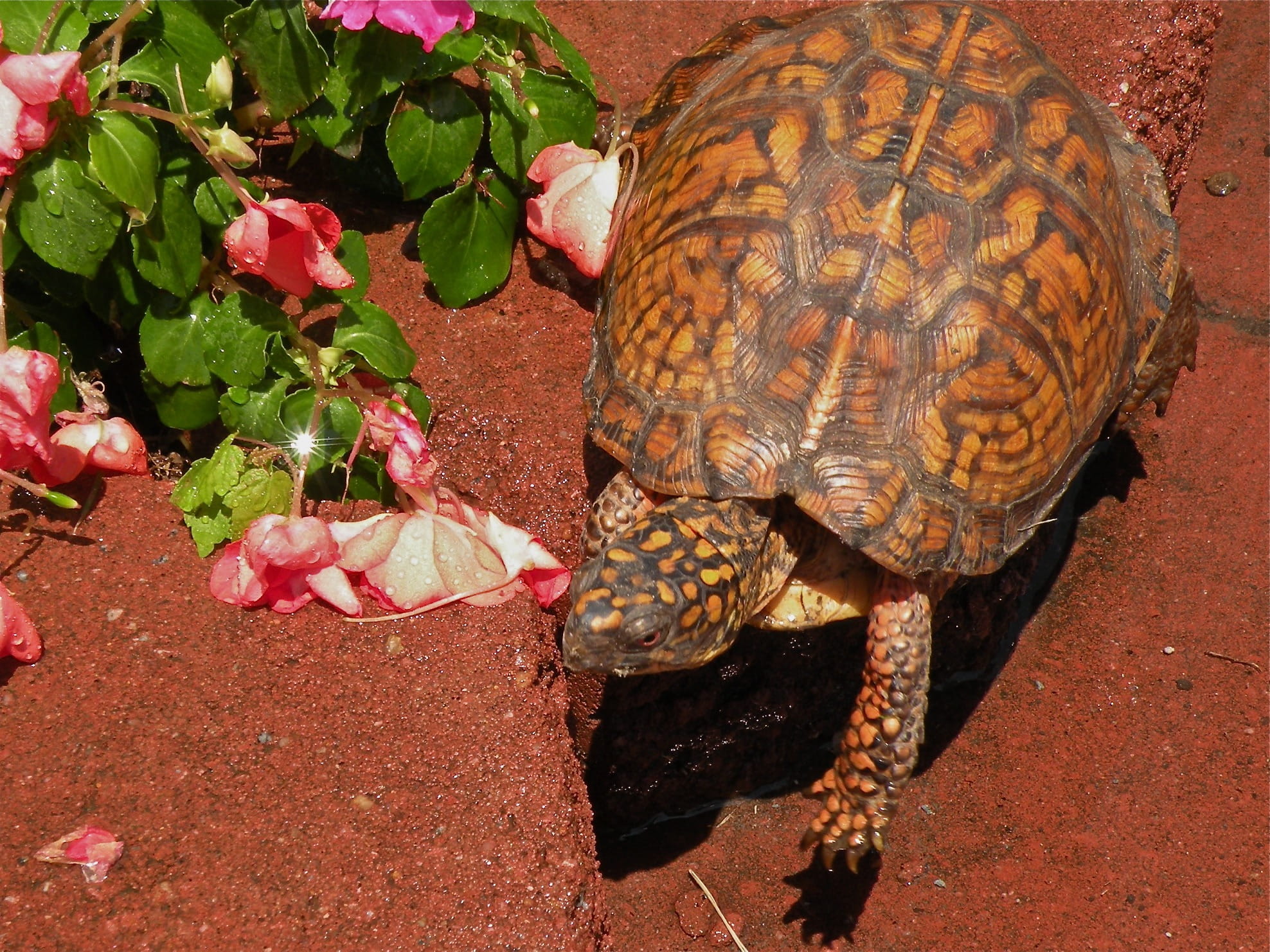 animal themes, Box Turtle, animals in the wild, zoology, plant part, tortoise, vertebrate, mobile, leaf, 1080P, leaves, shell, close-up, Reptile, one animal, HD Wallpaper