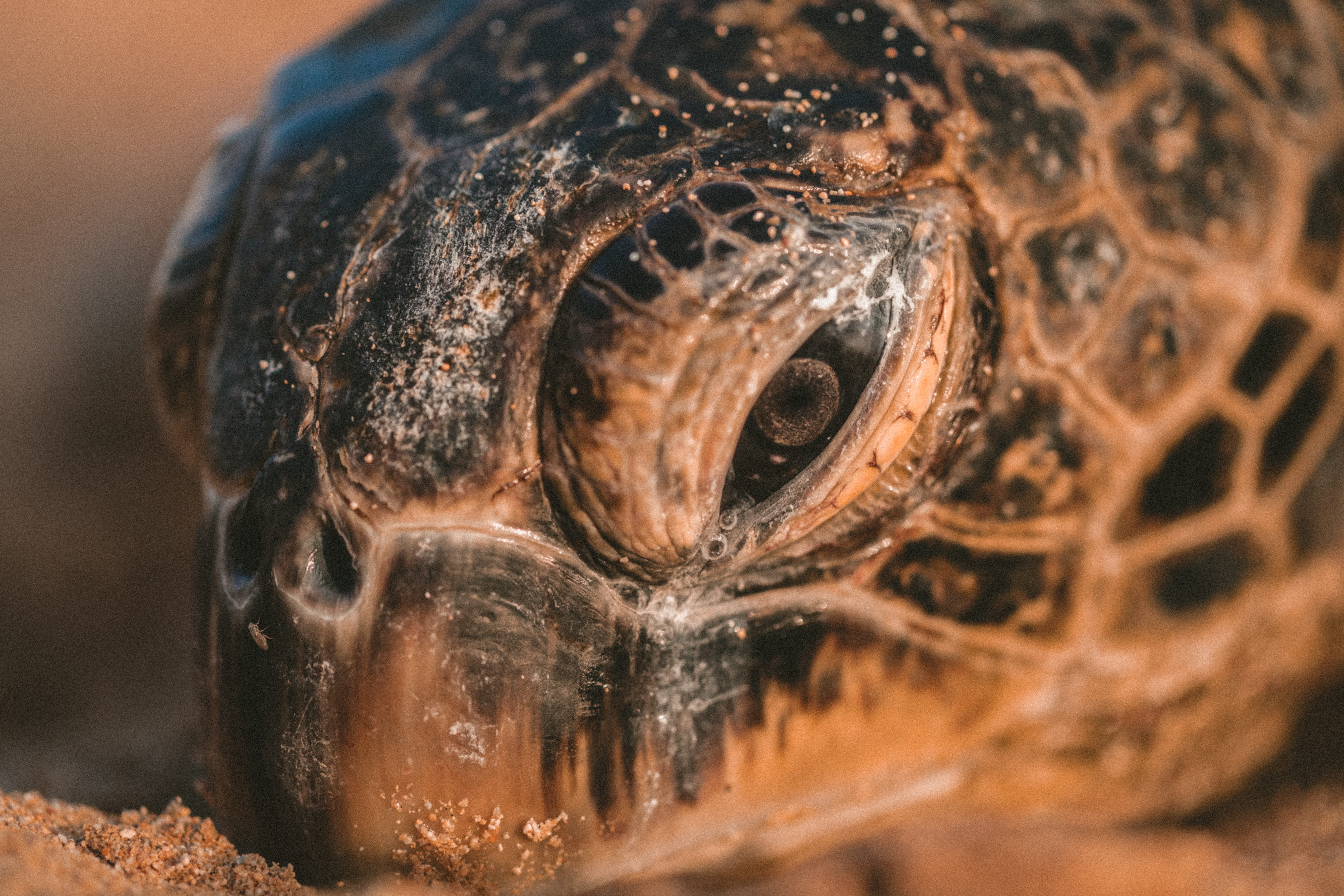 black, 5K, nature, macro, close-up, turtle, animals in the wild, vertebrate, sand, selective focus, endangered Species, day, box turtle, sea turtle, animal, HD Wallpaper
