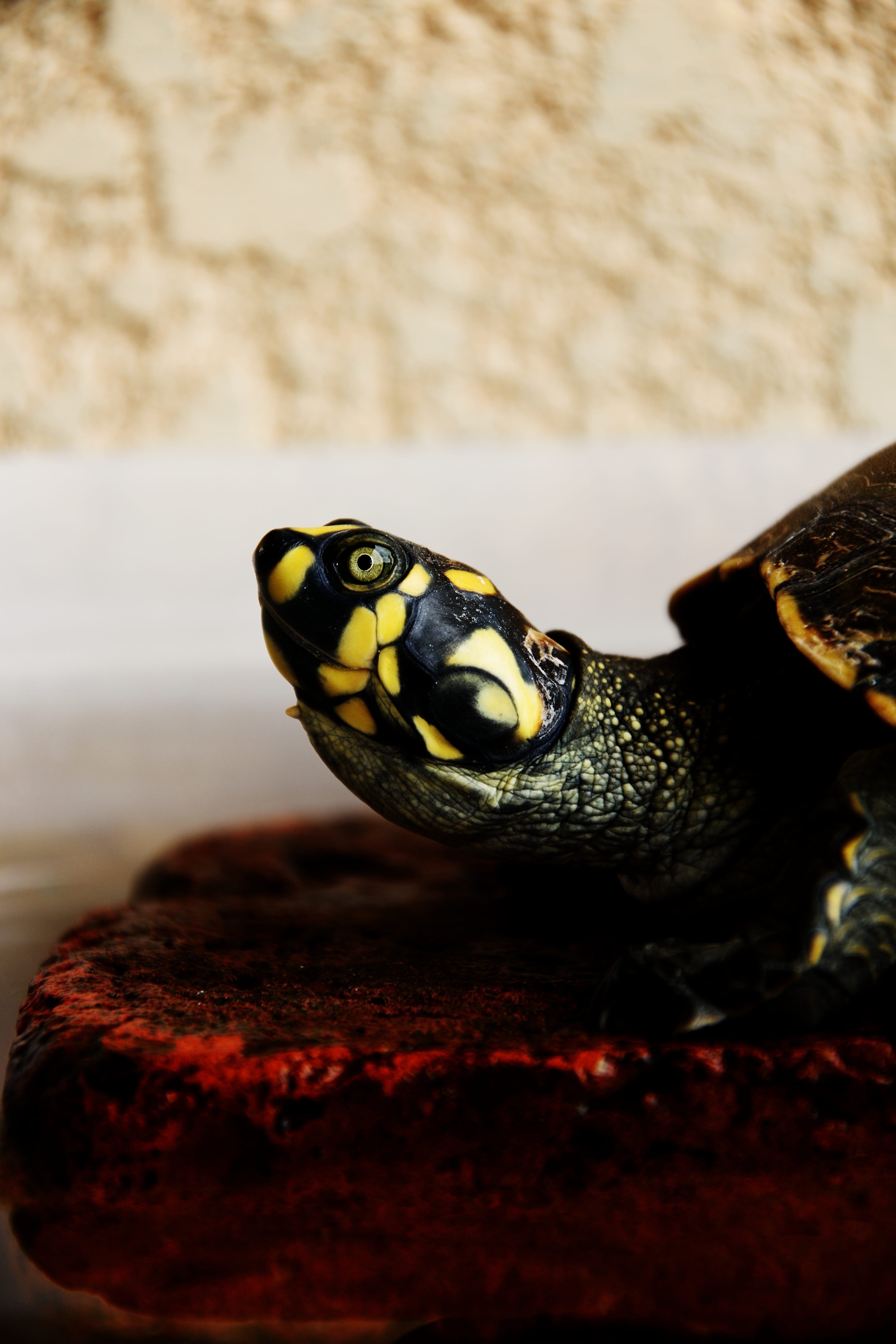 animal wildlife, photography, macro, no people, turtle, animal Shell, side view, focus on foreground, vertebrate, box turtle, terrapin, close-up, animal head, Phone HD Wallpaper