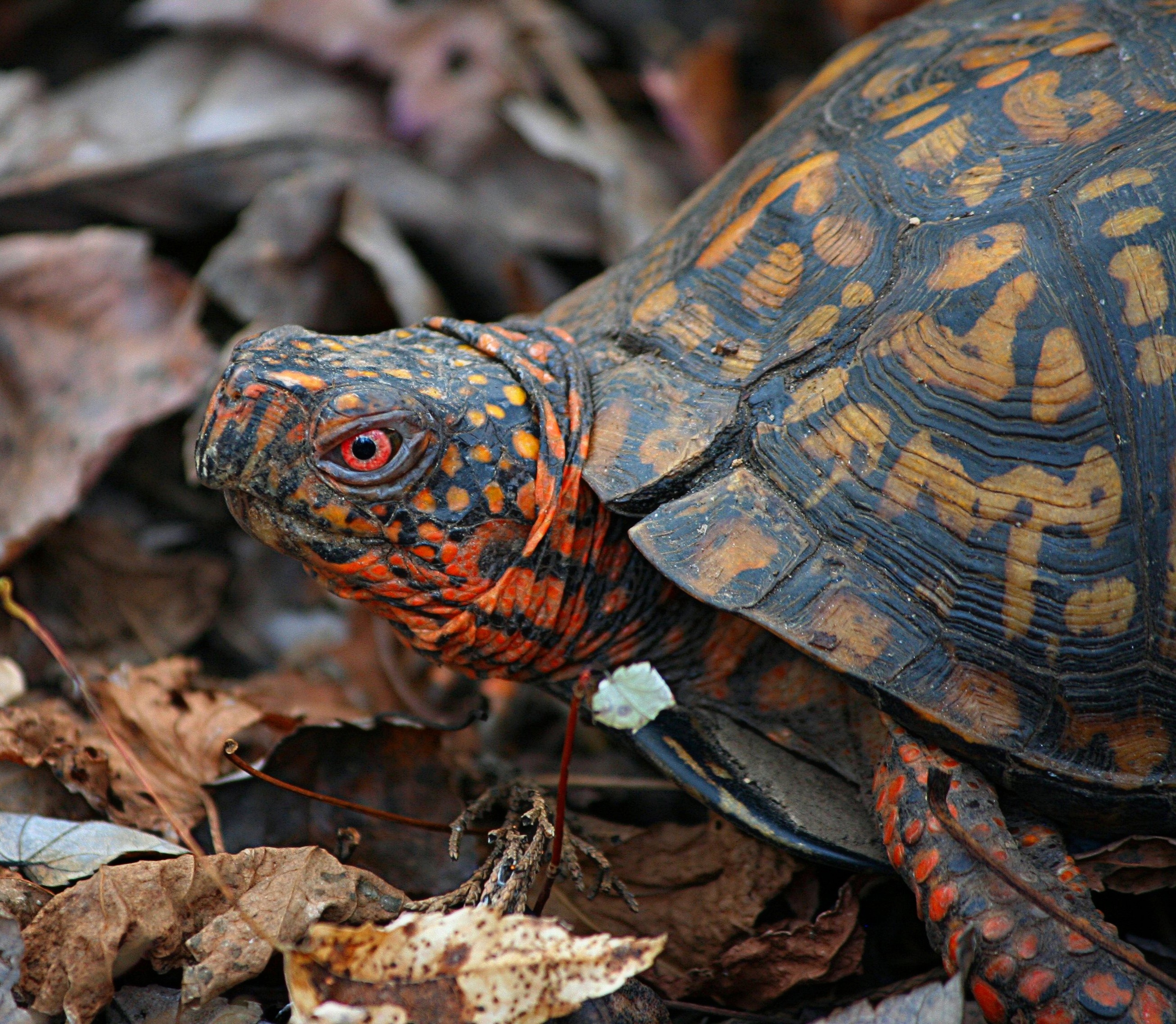 tortoise shell, photography, field, turtle, 2K, focus on foreground, leaves, land turtle, shell, animal wildlife, land, black, animal head, macro, close-up, HD Wallpaper