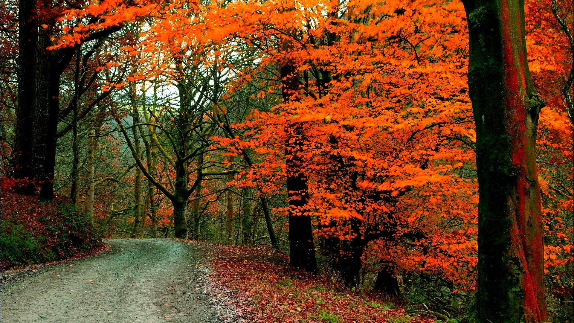 1080P, road, nature and landscapes, along, nature, forest, autumn, HD Wallpaper