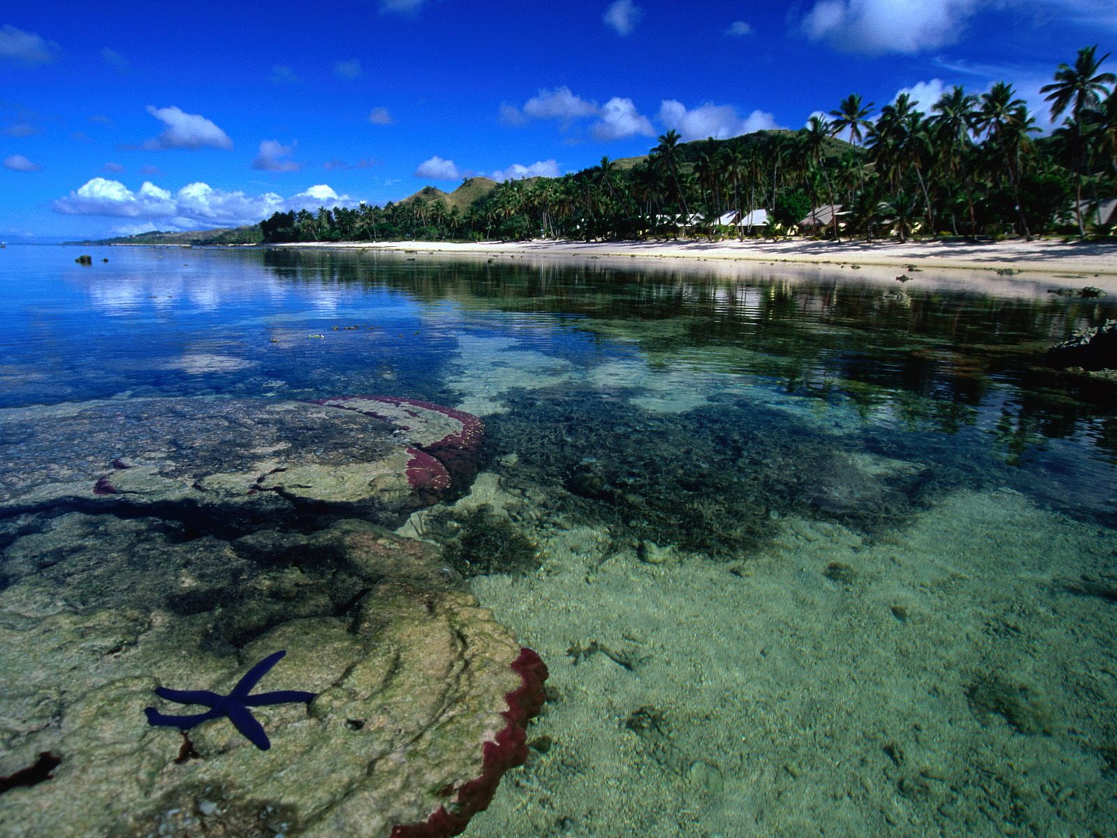 coast, beach, along, coral, starfish, 720P, HD Wallpaper