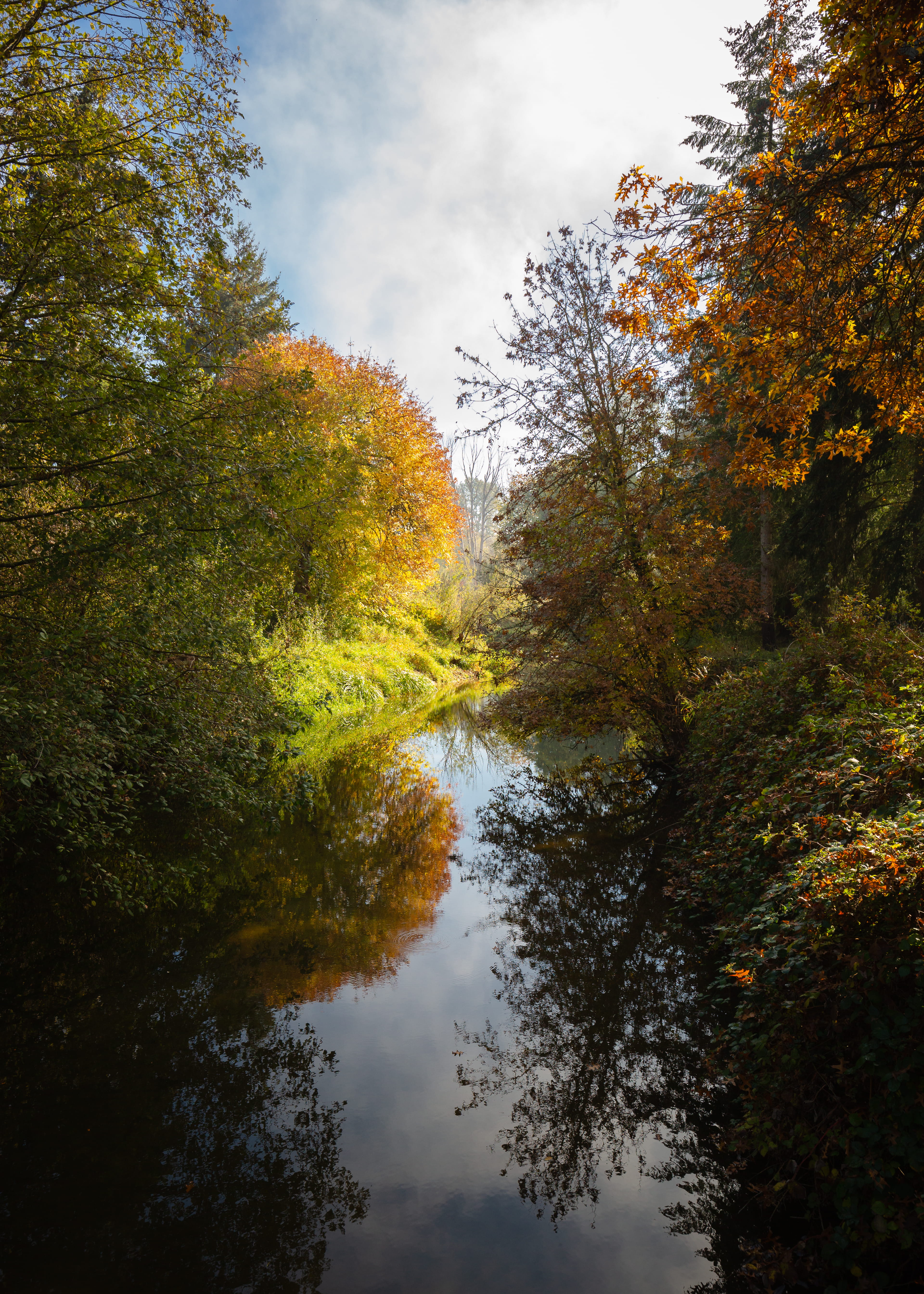 growth, trees, bog, land, pond, nature, autumn collection, beauty in nature, creek, flare, scenery, light, tranquility, outdoors, river, day, tree, change, Phone HD Wallpaper