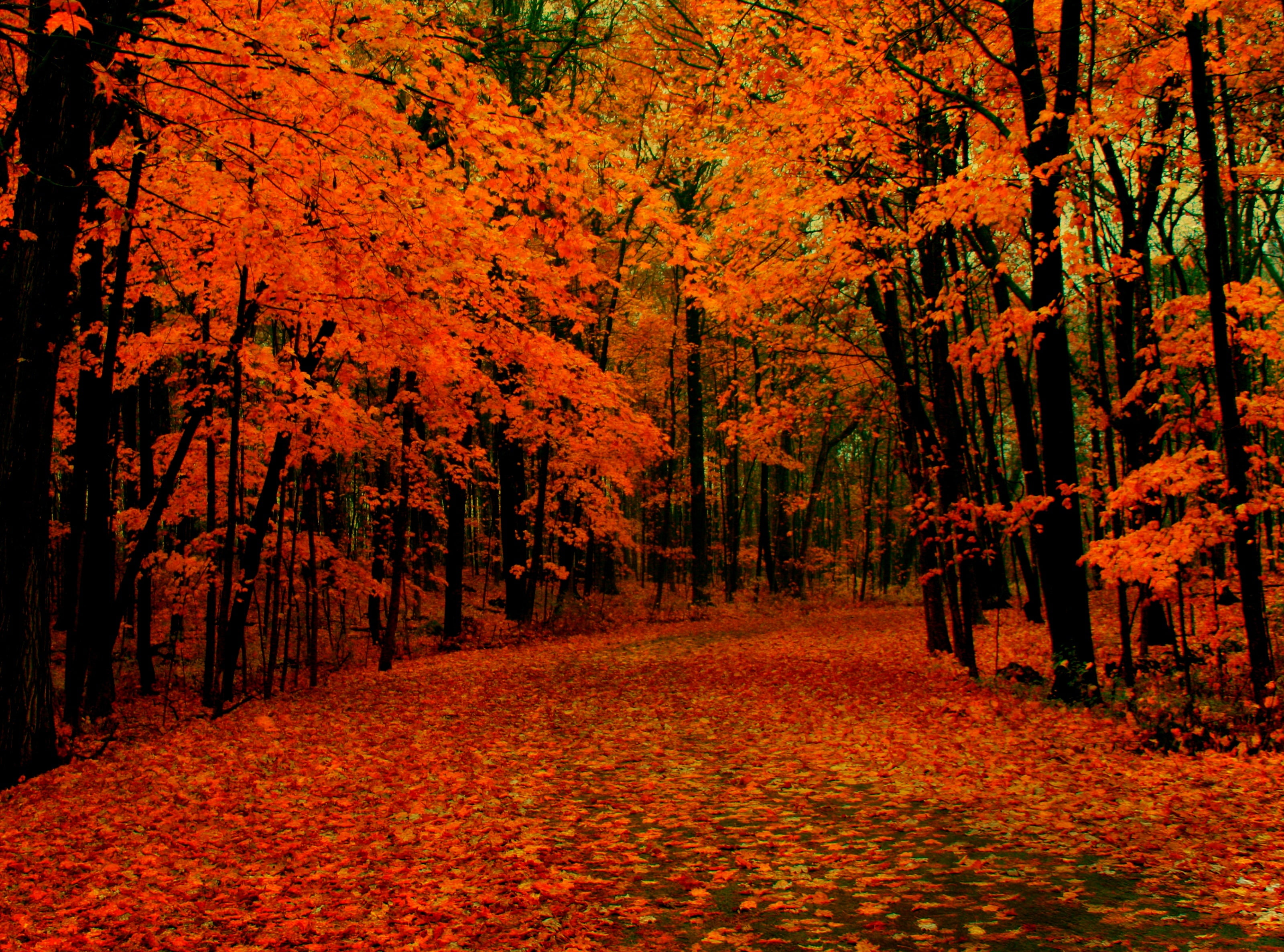 Trees, Wisconsin, tranquility, autumn collection, orange color, west allis, forest, day, plant, Autumn, direction, Greenfield Park, leaves, change, tranquil scene, HD Wallpaper