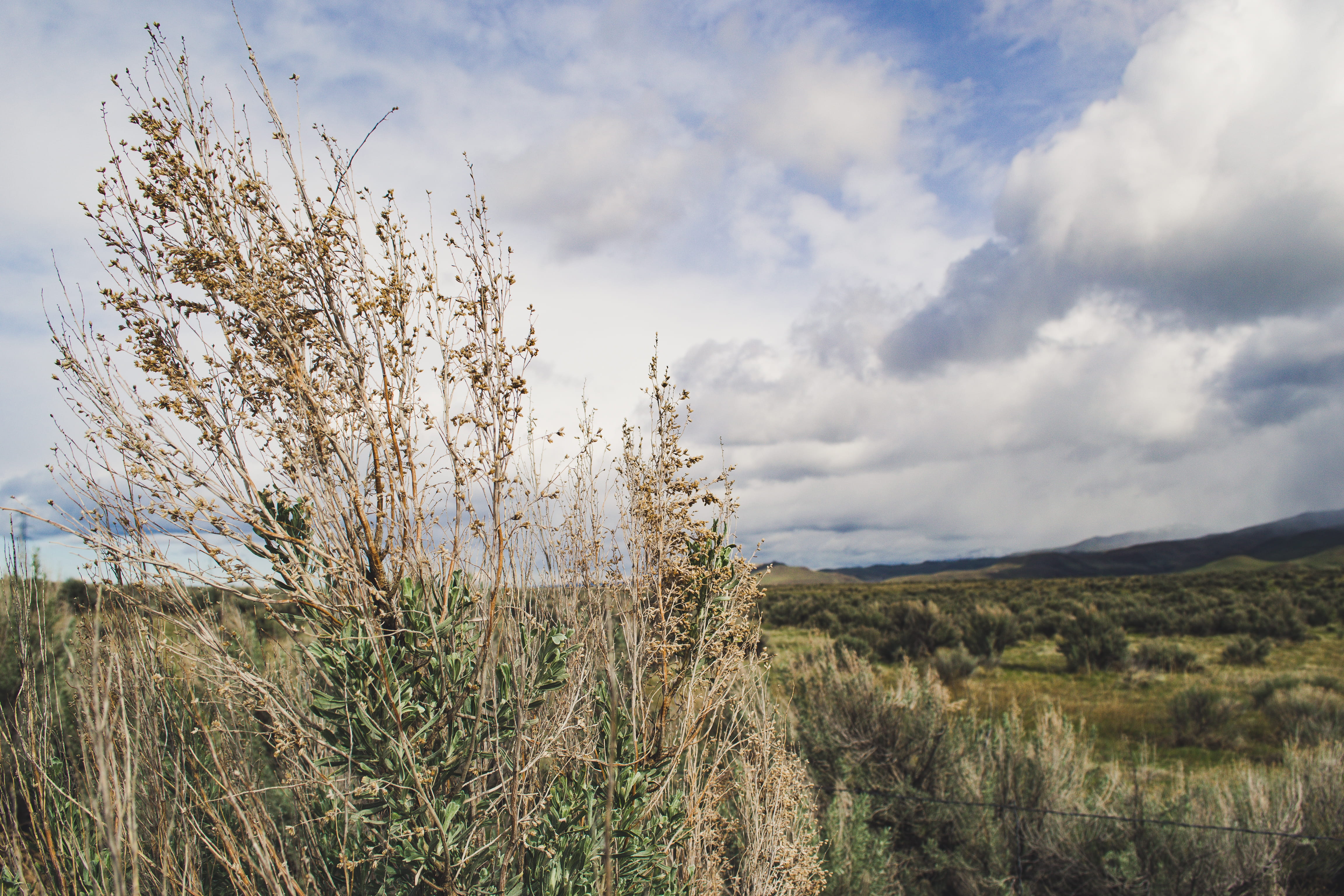 scenic, sky, timothy grass, summer, no people, grass, blue sky, clouds, landscape, idyllic, non-urban scene, tranquil scene, tree, tranquility, field, growth, HD Wallpaper