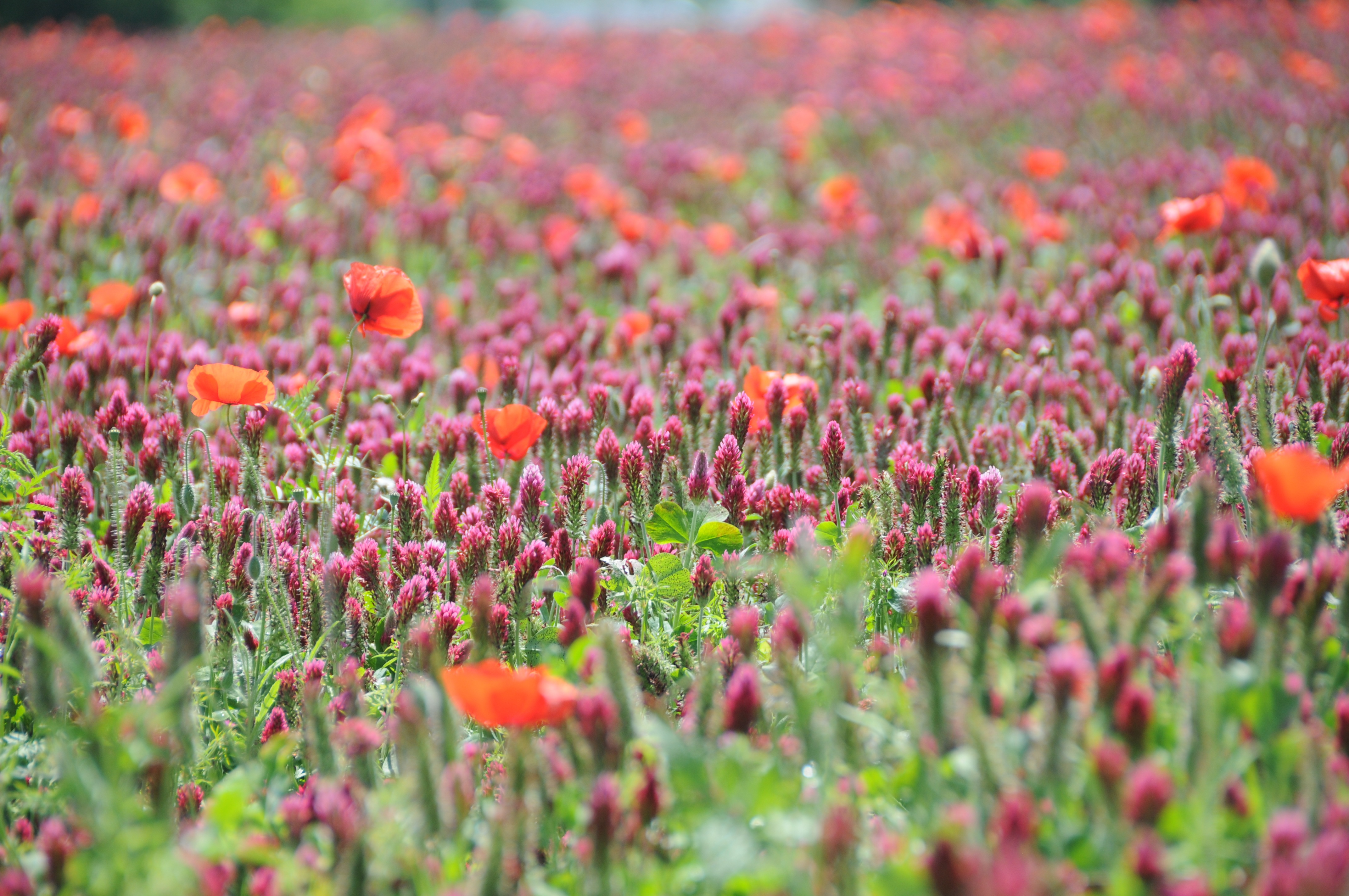 freshness, flower, field, fragility, beauty in nature, growth, flowerbed, inflorescence, plant, flower head, day, land, outdoors, poppies, flowers, vulnerability, HD Wallpaper