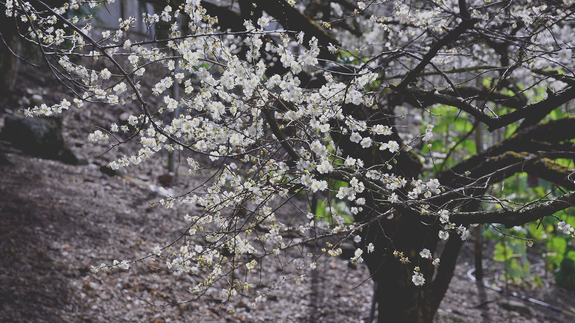 vulnerability, springtime, freshness, garden, fragility, focus on foreground, land, context, branch, flower, plum blossom, beauty in nature, no people, HD Wallpaper