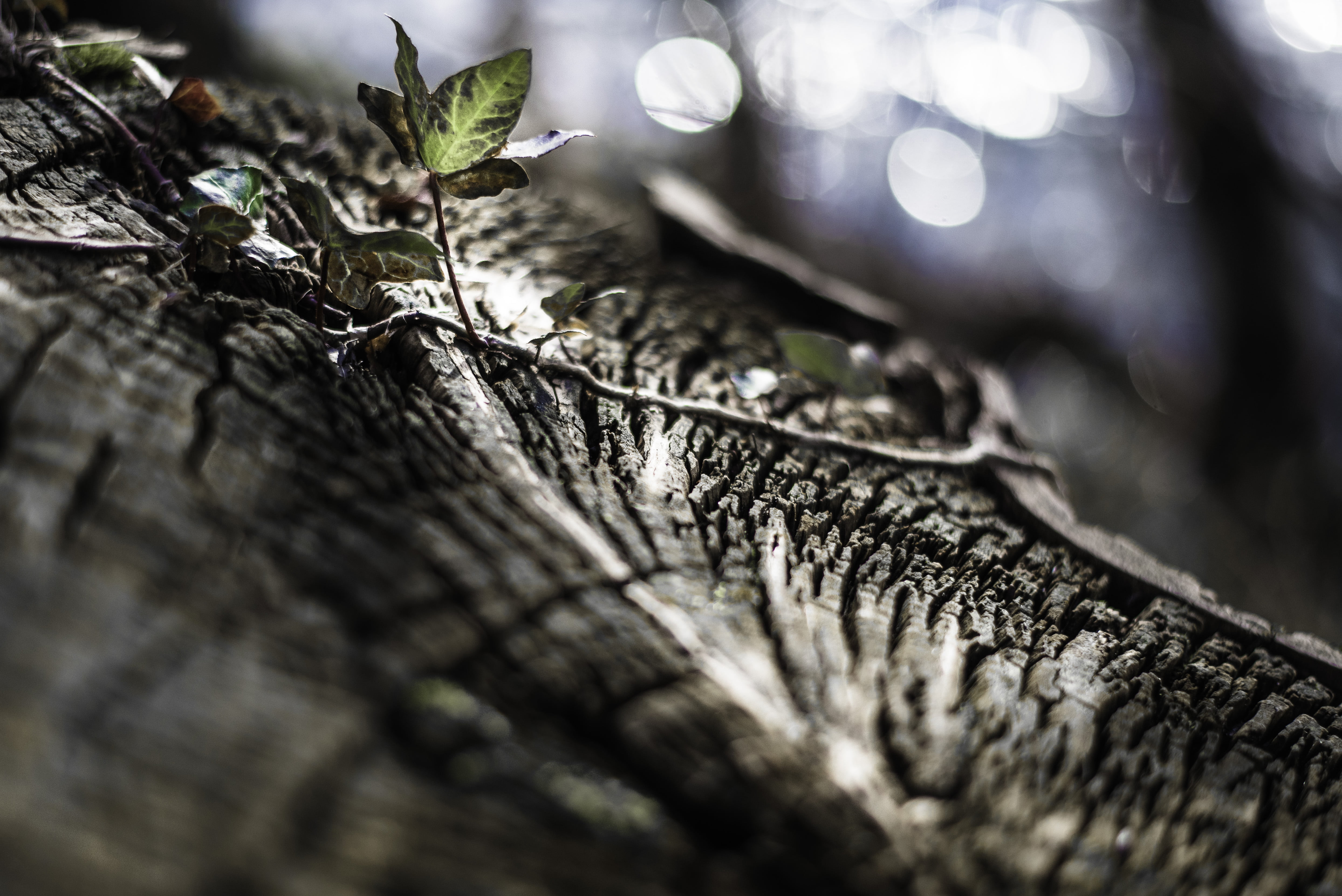 lumière, lierre, close up, macro, closeup, forest, tree, La nature, élément, f/1.8, grass, leaf, nature, plant, de, champ, depthoffield, green grass, green, HD Wallpaper