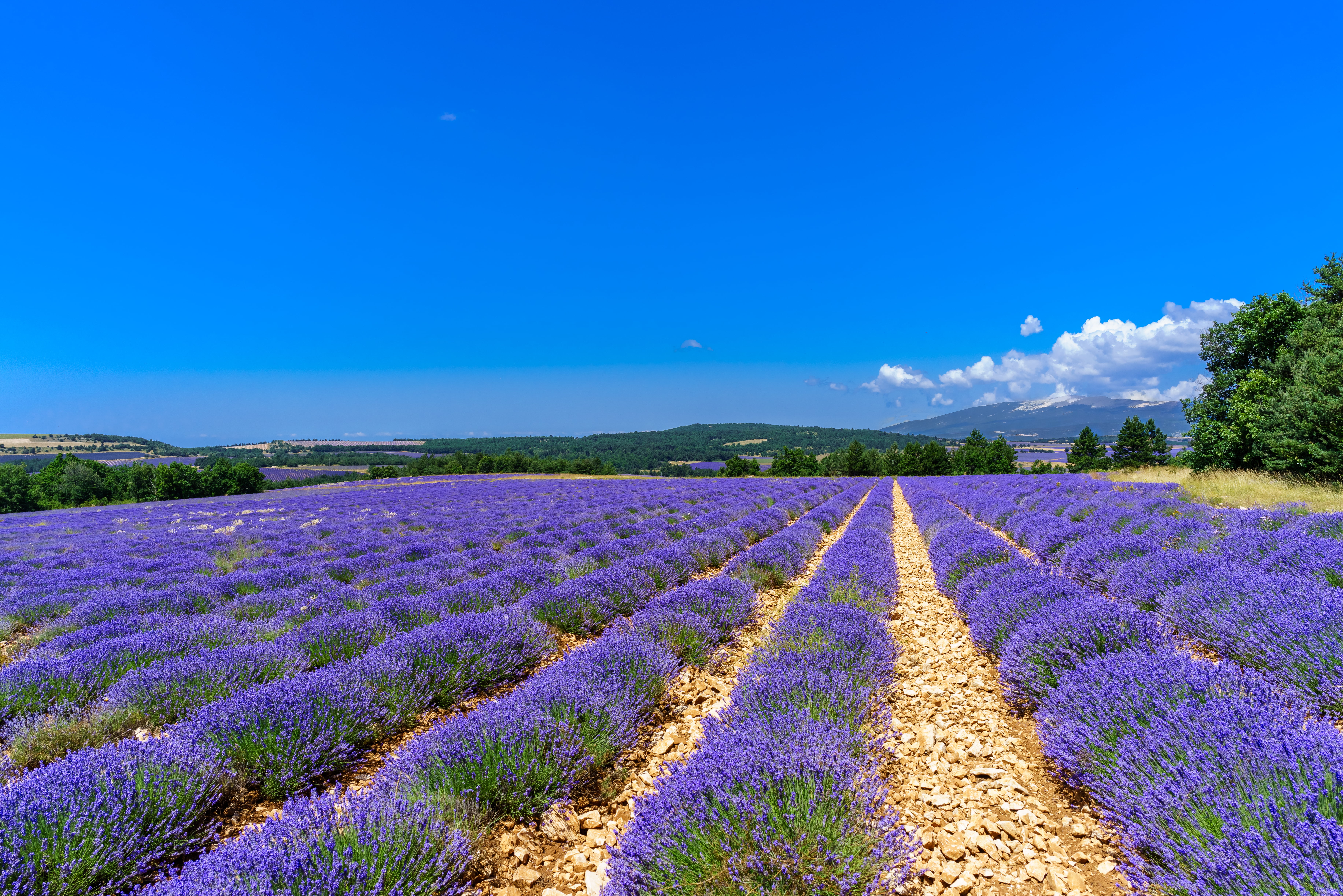 blue, Voyage, summer, petaled, europe, Natur, perfect, lights, Reise, ilce7r, voyages, FE, Travel, Wolken, flower, Frankreich, 25mm, farm, awesome, FR, HD Wallpaper
