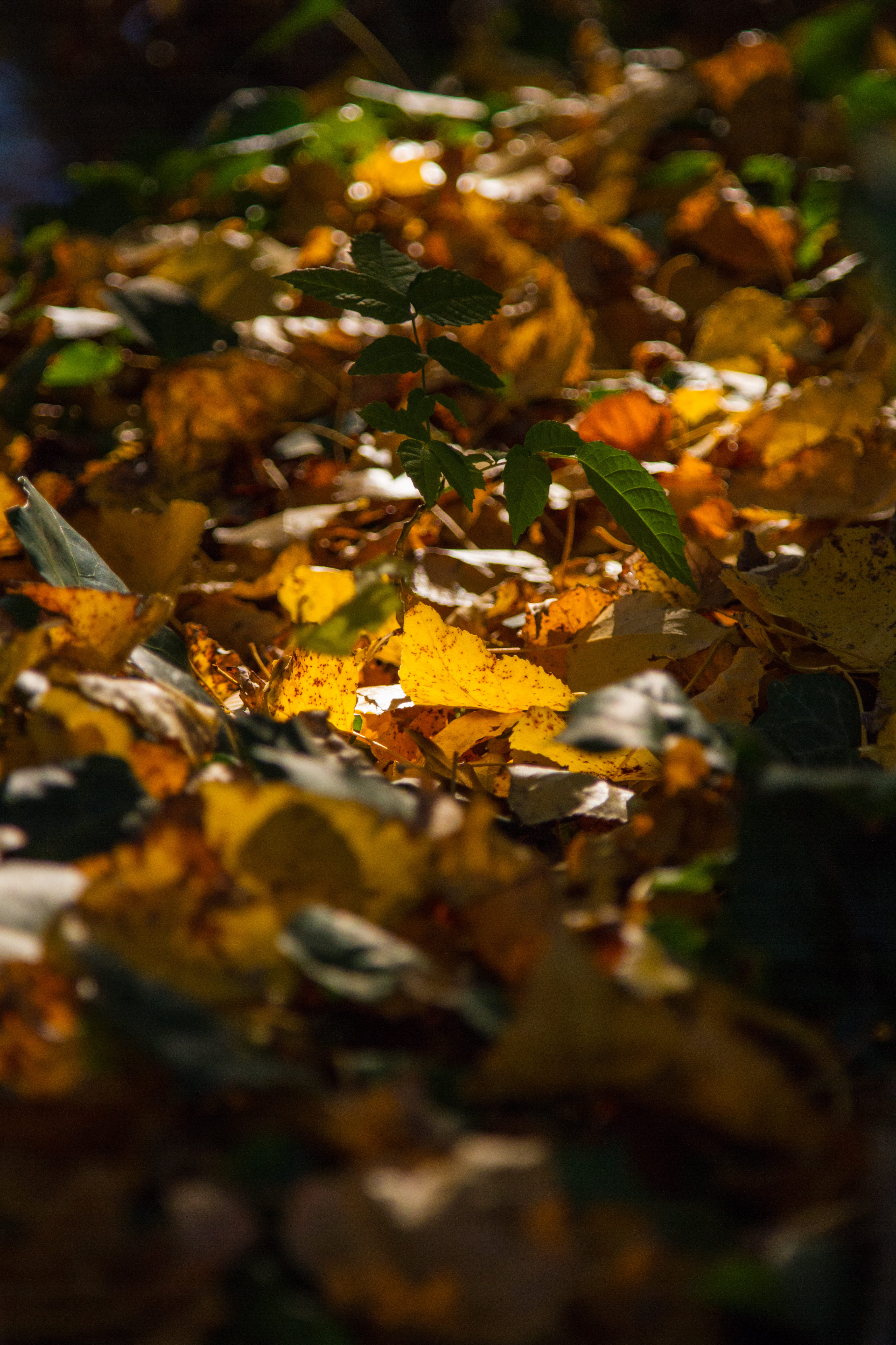 natural condition, orange color, feuille, light, 5K, lumière, selective focus, outdoors, autumn, lightning, monts, sol, leaves, tranquility, growth, plant part, Phone HD Wallpaper