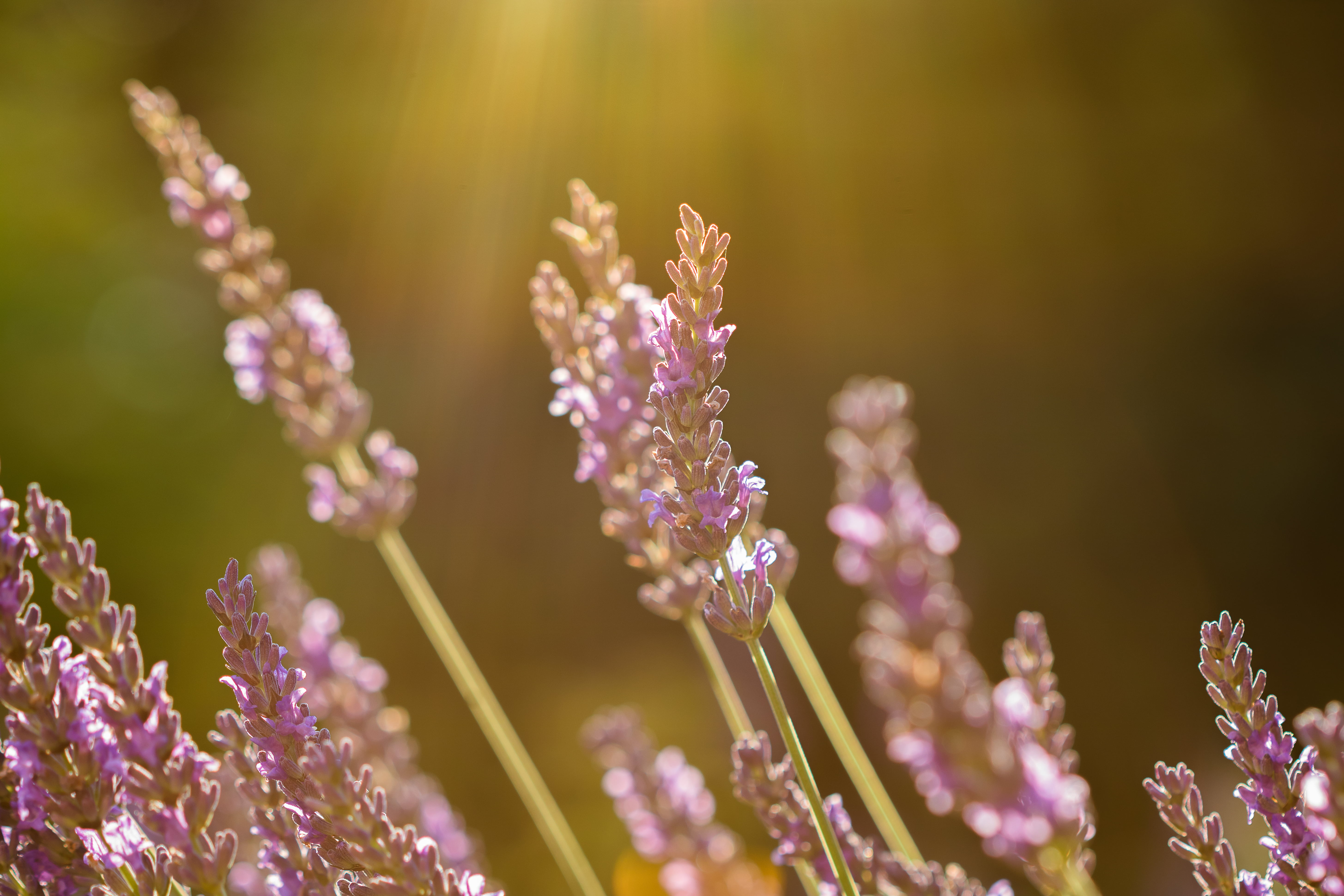 lumière, field, est, Rayons, grass, pas, 5K, leaf, ce, rays of light, de, purple, photography, selective focus, fin, lavender, selective, été, focus, HD Wallpaper