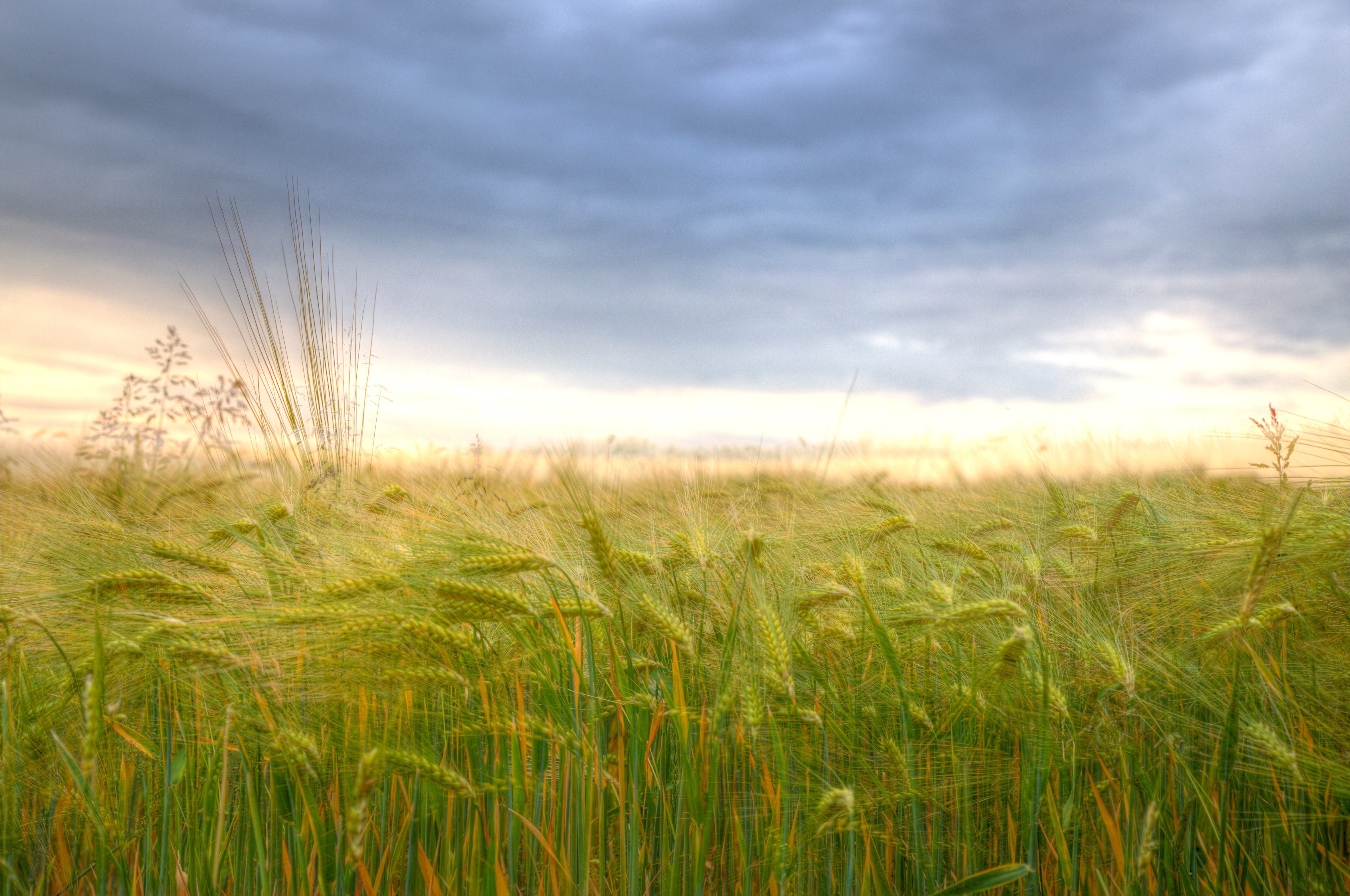 owl, eau, Spenge, wheat, colour, sonne, green, crop, germany, rural Scene, growth, nature, nrw, sunset, green grass, light, allemagne, hdr, Blumen, summer, HD Wallpaper