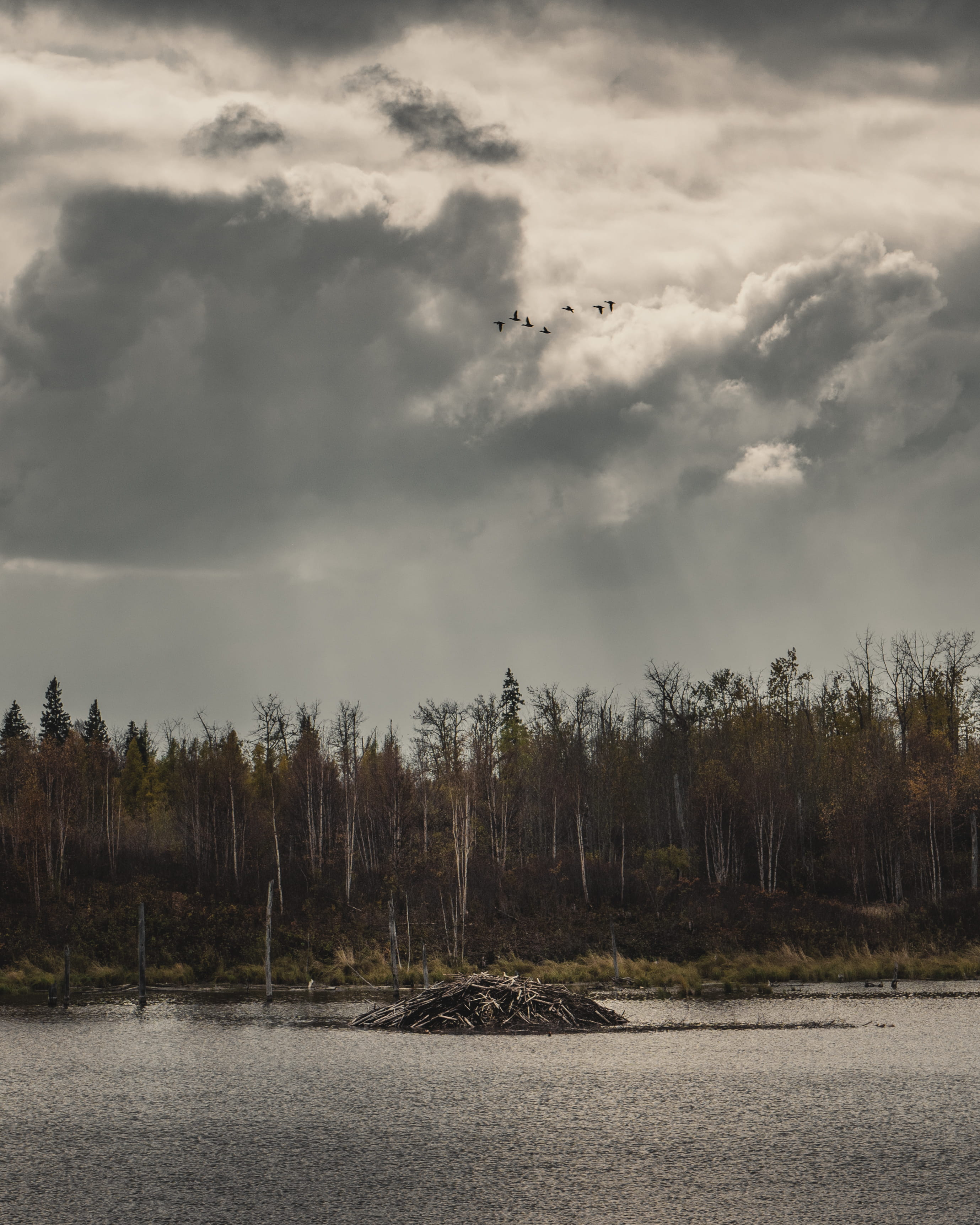 automn, elk island national park, lake, light, non-urban scene, tranquil scene, 2K, forêt, beauty in nature, canada, plant, forest, sombre, tree, scenics - nature, Phone HD Wallpaper