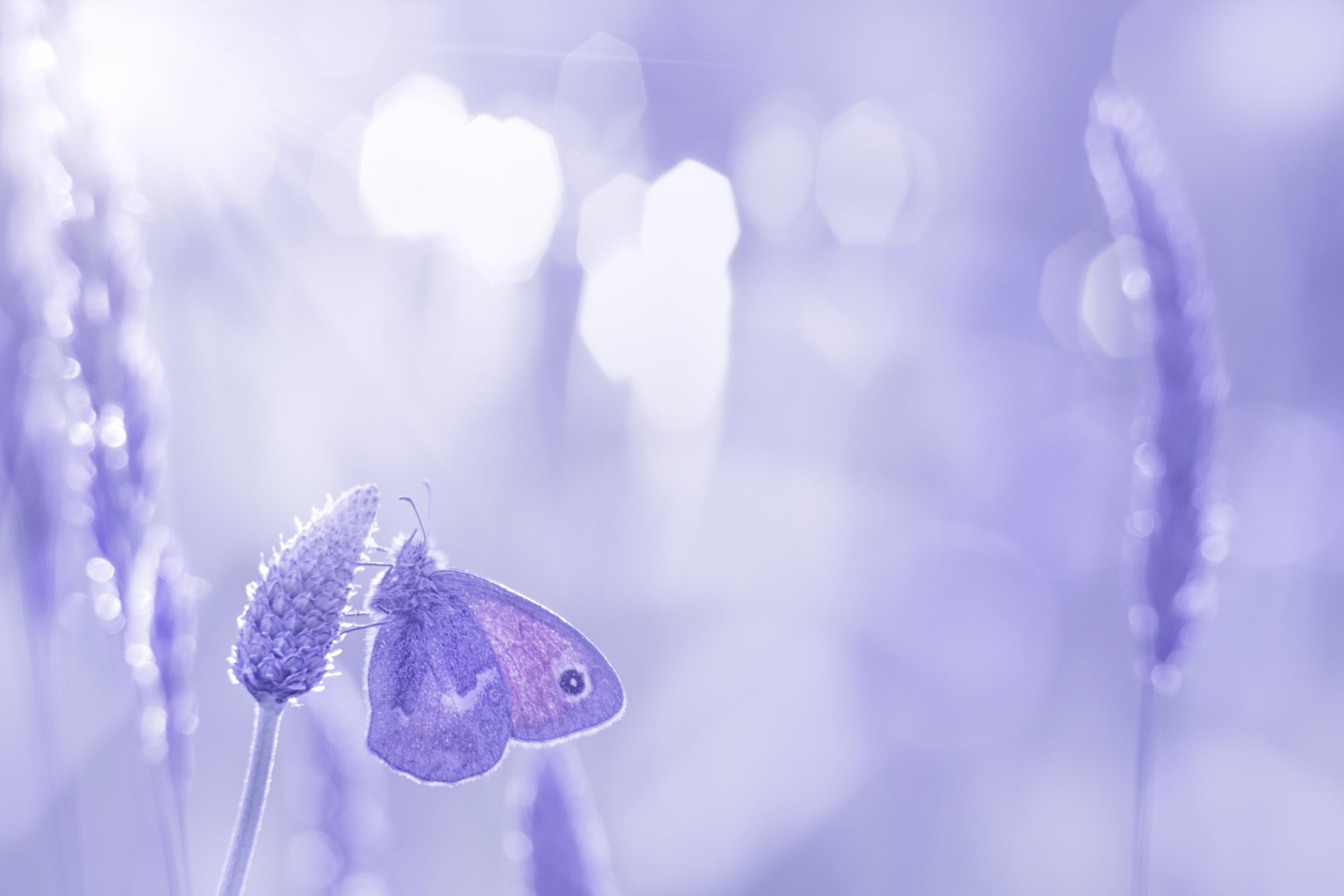 Alone, 1080P, pdc, butterfly, lumière, plant, Nikkor, prairie, purple  violet, dof, f4.0, champ, close, Gatekeeper butterfly, close up, nature, light, HD Wallpaper