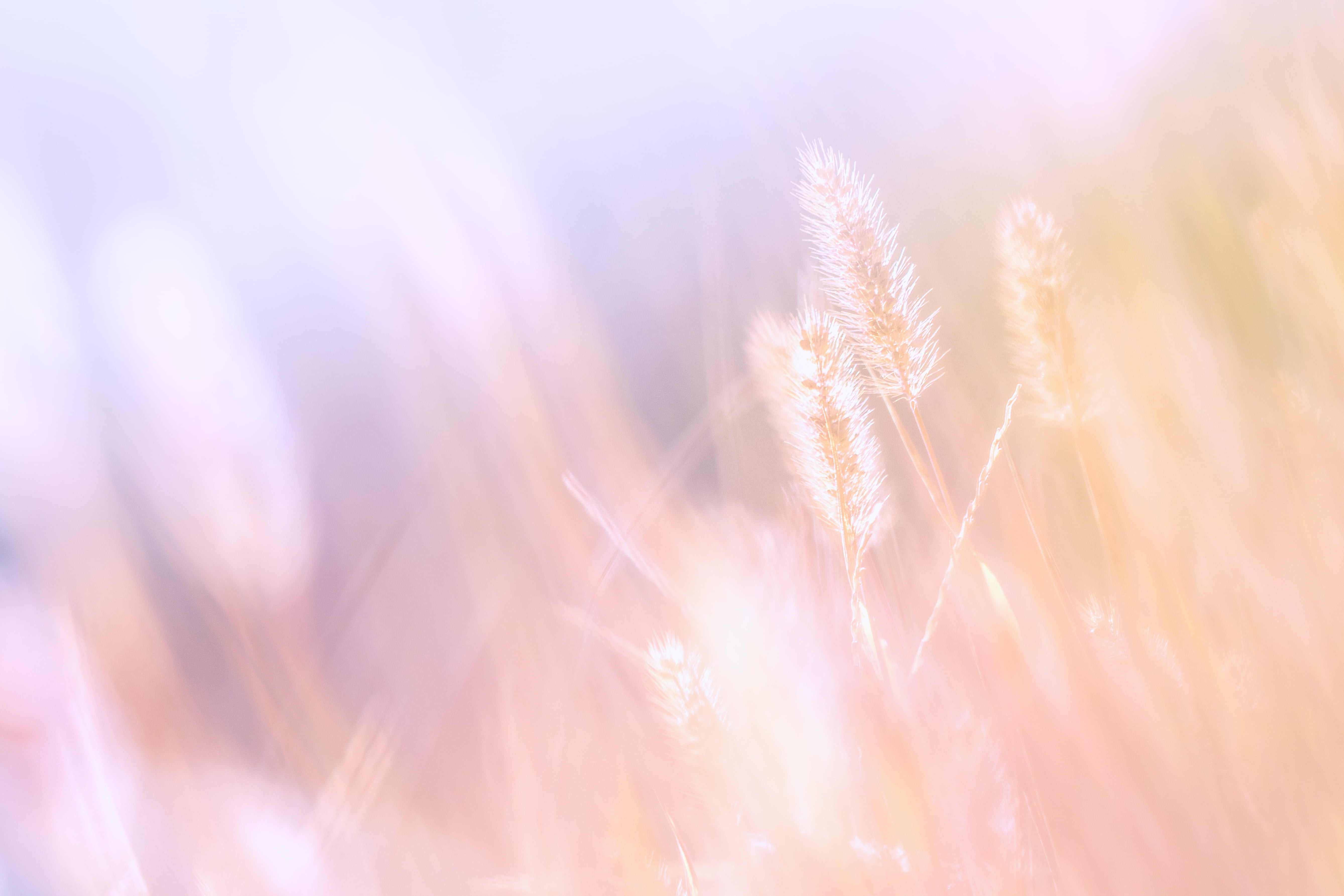 nature, plein, Le, selective, field, grass, caster, lumière, focus, flower, High key, white, selective focus, de, 5K, HD Wallpaper