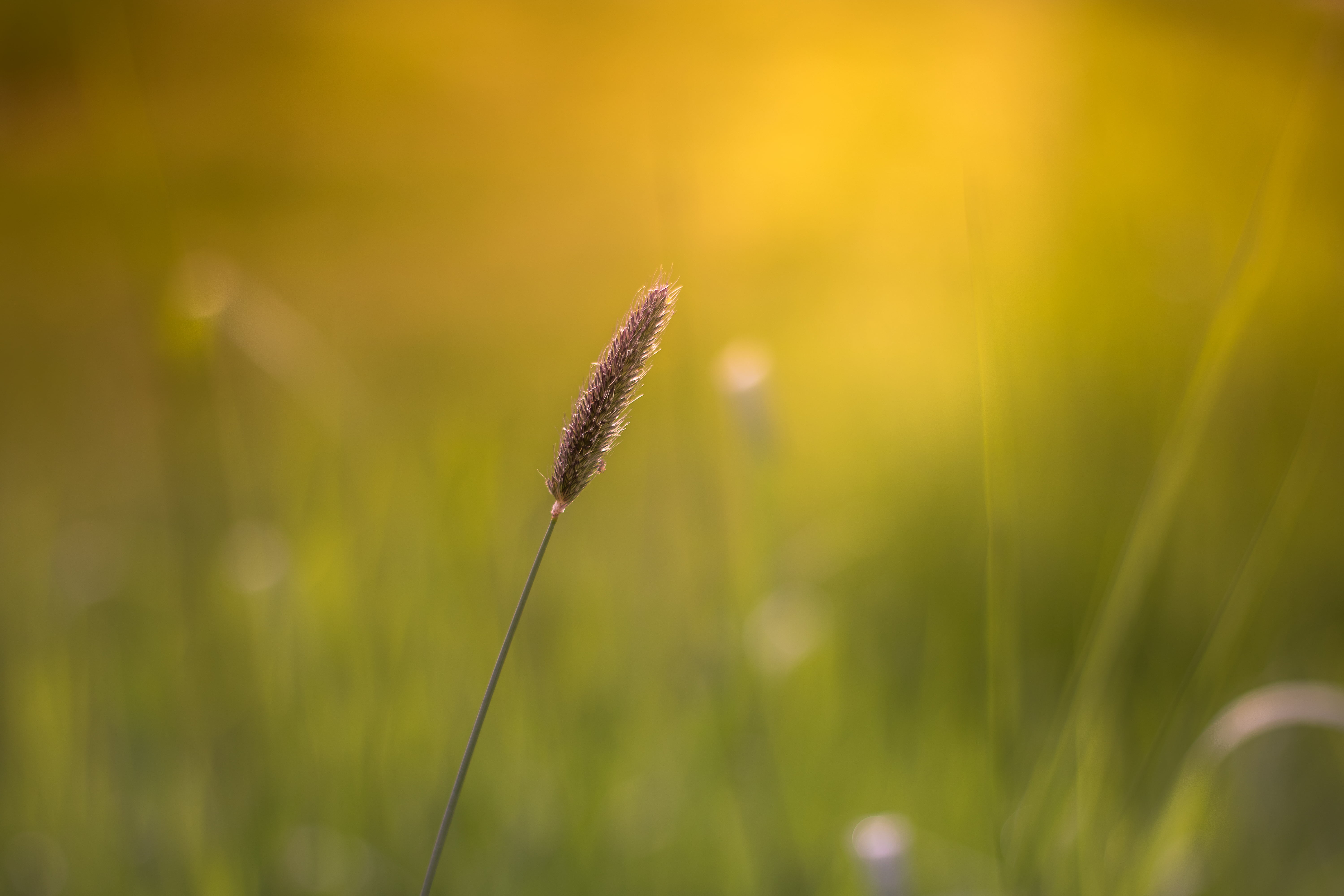meadow, grass, fountain, light, fountain grass, photography, closeup photography, la, outdoors, closeup, green Color, plant, close-up, lumière, summer, HD Wallpaper