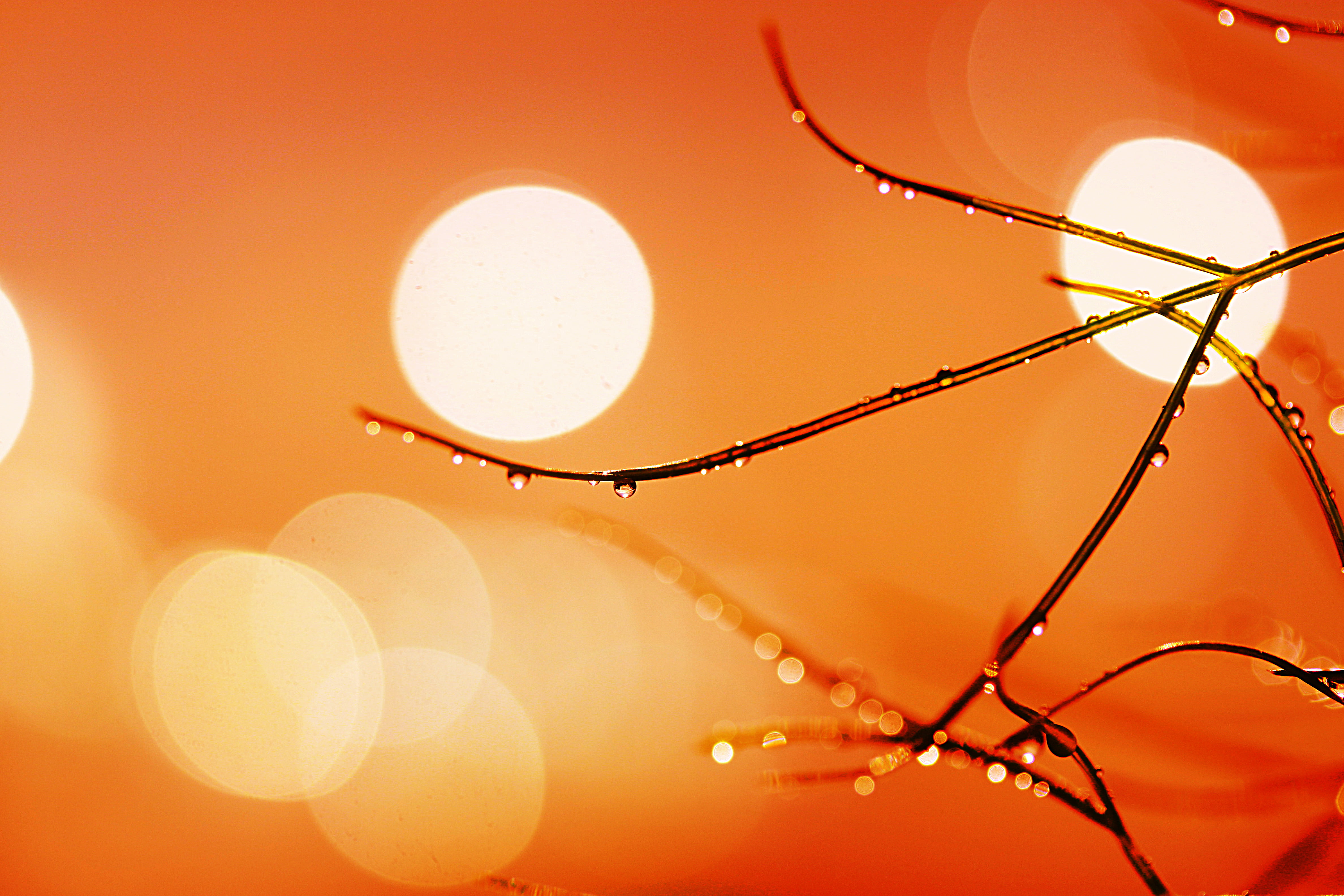 shot, DROPS, green, stem, 4K, plant, BOKEH, SHINY, FOCUS, PLANT BASED, SUN  RISE, macro shot, POCUS, macro, water droplets, photography, droplets, water, HD Wallpaper